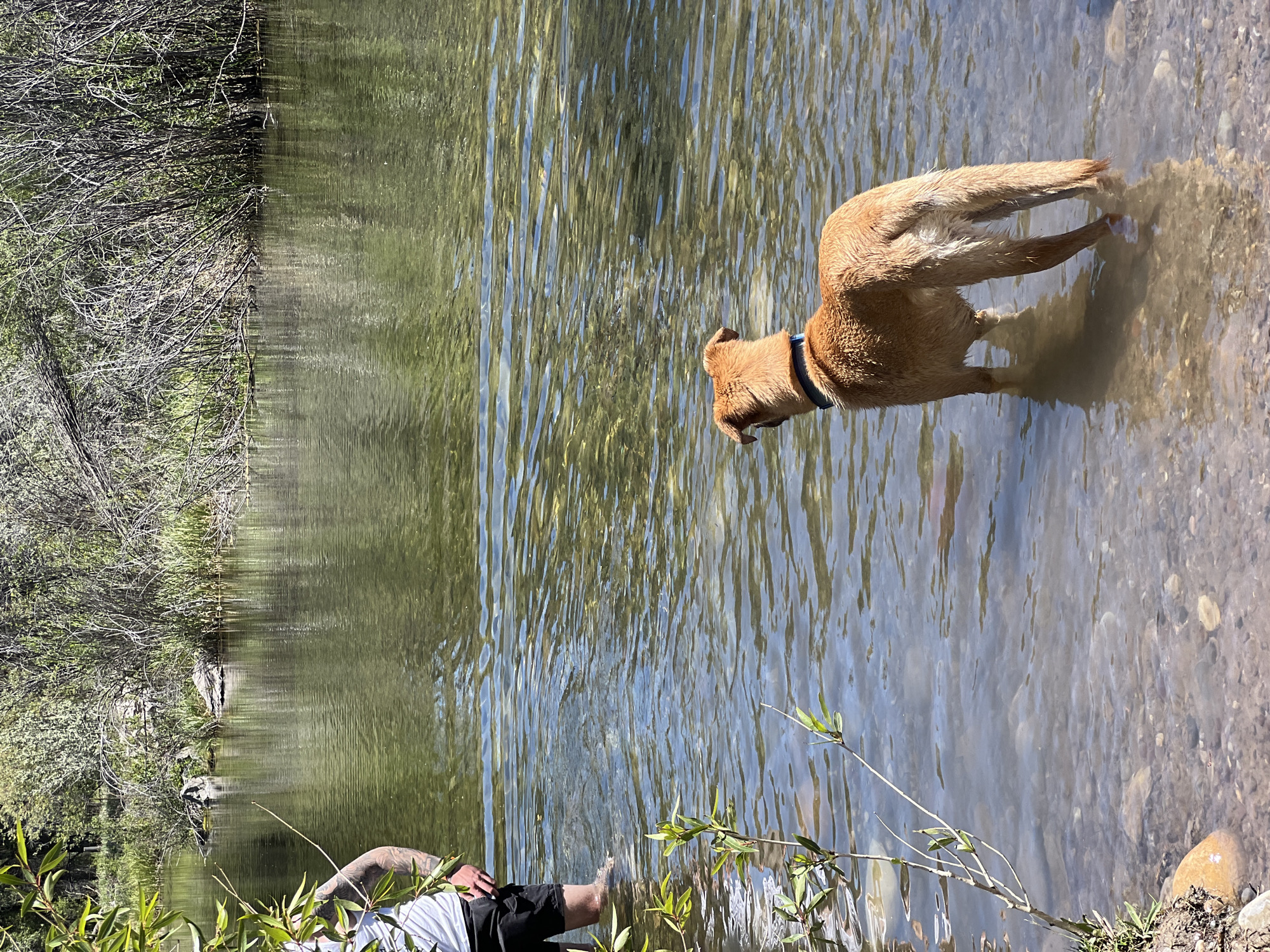 The image depicts a sunlit outdoor scene in Wilson, United States of America. A person is partially visible on the left, standing in shallow, clear water up to mid-calf. They wear black shorts and a white shirt, with a tattoo visible on their left arm. To the right, a medium-sized, light brown dog, wearing a blue collar, stands in the water facing away from the camera, looking towards the far bank. The water is transparent, revealing a rocky and sandy riverbed, and its surface shows distinct ripples. The distant bank is densely covered with green and brown riparian vegetation, including shrubs and visible deadwood. A leafy branch extends into the frame from the left foreground.