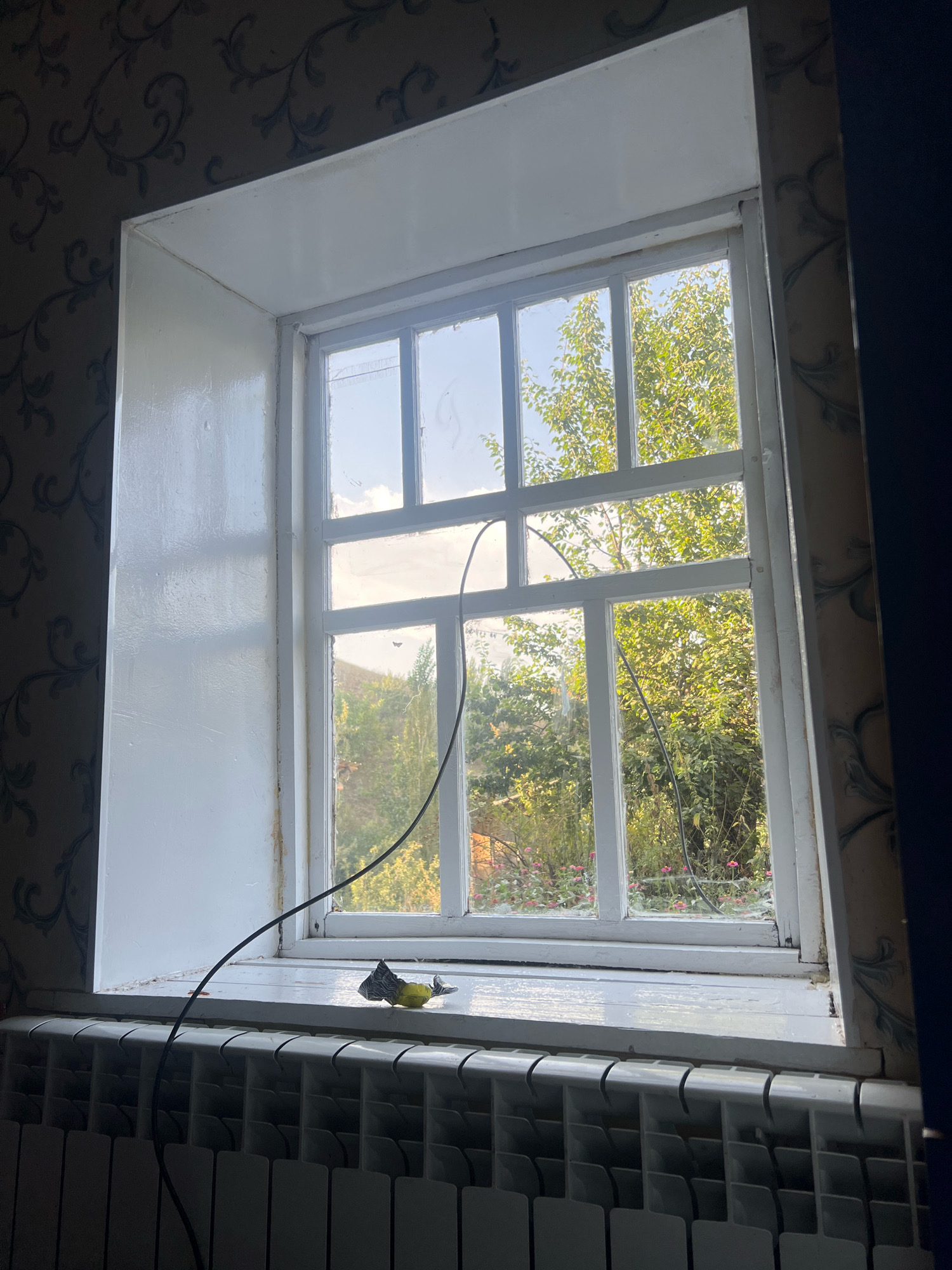 The image depicts a view through a multi-paned window of a house. The window frame is white and appears to be made of wood, with some signs of wear and tear. Outside the window, there is greenery, including trees and some pink flowers, under a clear sky with scattered clouds. A black cable runs from inside the room and drapes across the windowsill, extending out of view. On the windowsill, there is a small yellow object wrapped in a patterned material, possibly a piece of candy or a small toy. Below the window, a white radiator is visible. The interior walls around the window are covered in patterned wallpaper. This scene is likely from a residential dwelling in Dzhida, Kyrgyzstan.