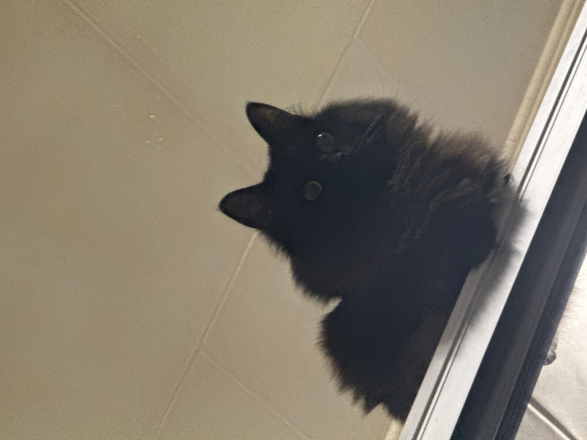 A black cat is peering down at the camera from a high vantage point. The cat's eyes are visible, and its fur appears fluffy. The background includes a light-colored wall and a white frame or window casing. There is no information available to determine the location in Saint Petersburg, Russia.