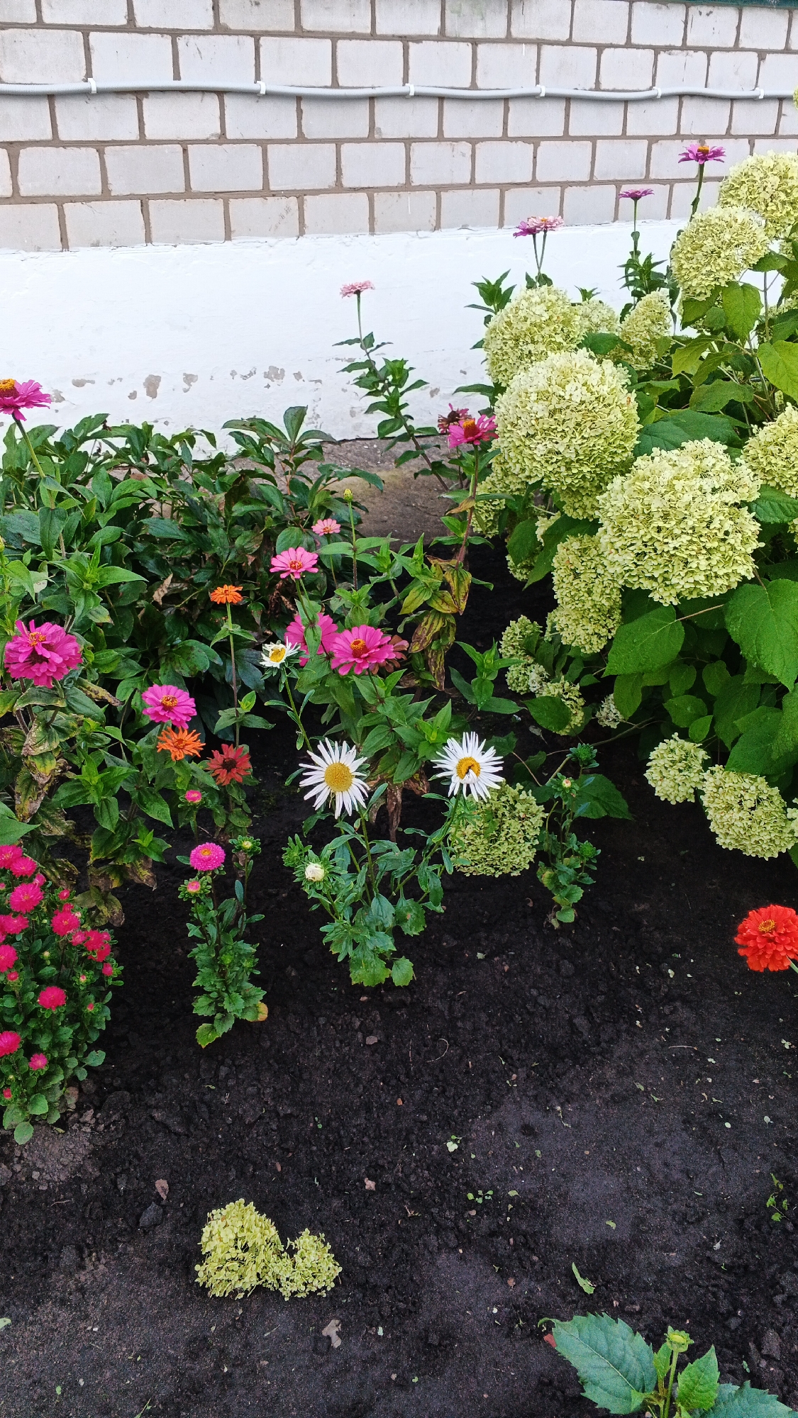 The image shows a flower bed in front of a white brick wall in the city of Podgornoye, Russia. The flower bed contains a variety of colorful flowers including pink zinnias, white asters with yellow centers, and a cluster of light green hydrangeas. The ground is dark soil with some scattered leaves and small green plants. There are no people or animals visible in the image. The overall scene depicts a well-maintained garden area.