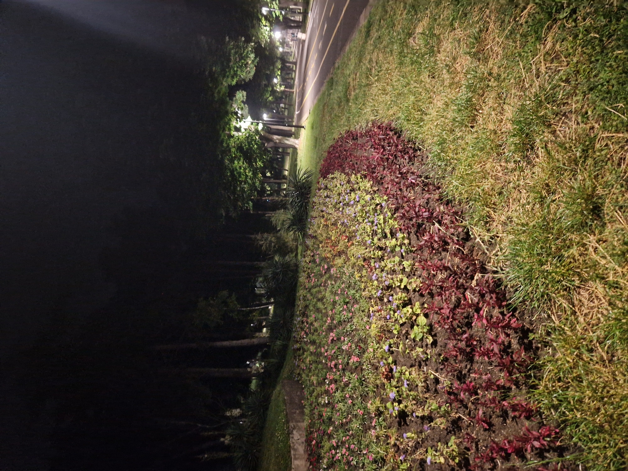 The image displays an outdoor scene at night, likely a park or a promenade alongside a road. The perspective is low, looking forward along a curved path. In the immediate foreground, a vibrant flower bed stretches from the lower right to the mid-left. This bed features rows of small plants, some with green leaves and delicate purple flowers, and others with striking dark red or burgundy foliage. Adjacent to the flower bed, on the right side of the frame, is a strip of well-kept green grass.
Beyond the flower bed and grass, a paved path or road is visible, characterized by distinct yellow lines painted on its surface, suggesting a designated lane or a bicycle path. A line of tall trees borders this path, their dark forms silhouetted against the ambient light. Several streetlights are illuminated among and behind the trees, casting bright beams and creating pockets of light that partially illuminate the surrounding area and the tree trunks. The darkness of the night sky dominates the upper left portion of the image. There are no people visible, nor any discernible activities taking place. The overall impression is one of a peaceful, well-lit public space after dusk. No visible text is present in the image.