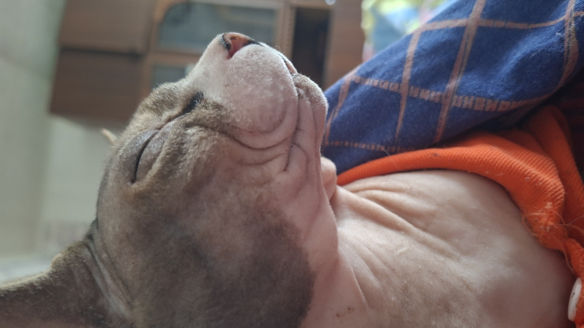 A close-up shot depicts a sleeping hairless cat, likely a Sphynx or Donskoy breed, lying on its back. The cat's wrinkled skin and closed eyes are visible. It is covered with an orange garment under a blue checkered patterned cloth. The background shows a portion of furniture. The image was presumably taken indoors, though the exact location in Забалоцкі сельскі Савет, Belarus, is impossible to ascertain based on the visual information.