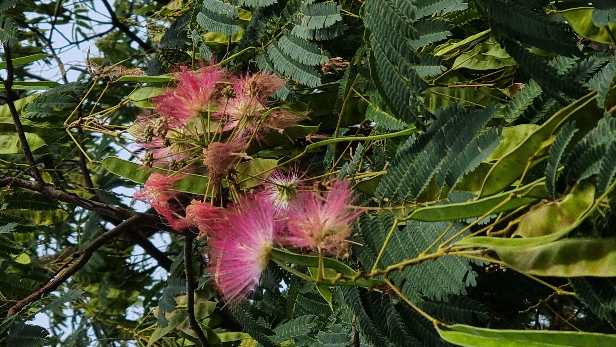 The image depicts a close-up view of a Persian silk tree, likely located in Olot, Spain, given the context. The tree is in bloom, showcasing its characteristic fluffy pink flowers and long, green seed pods. The leaves of the tree are finely divided, creating a feathery appearance. The background consists of a canopy of green leaves and branches, with a hint of a light sky visible through the foliage. No people or animals are present in the frame. The scene is natural and serene, capturing the beauty of the tree's reproductive structures and foliage.