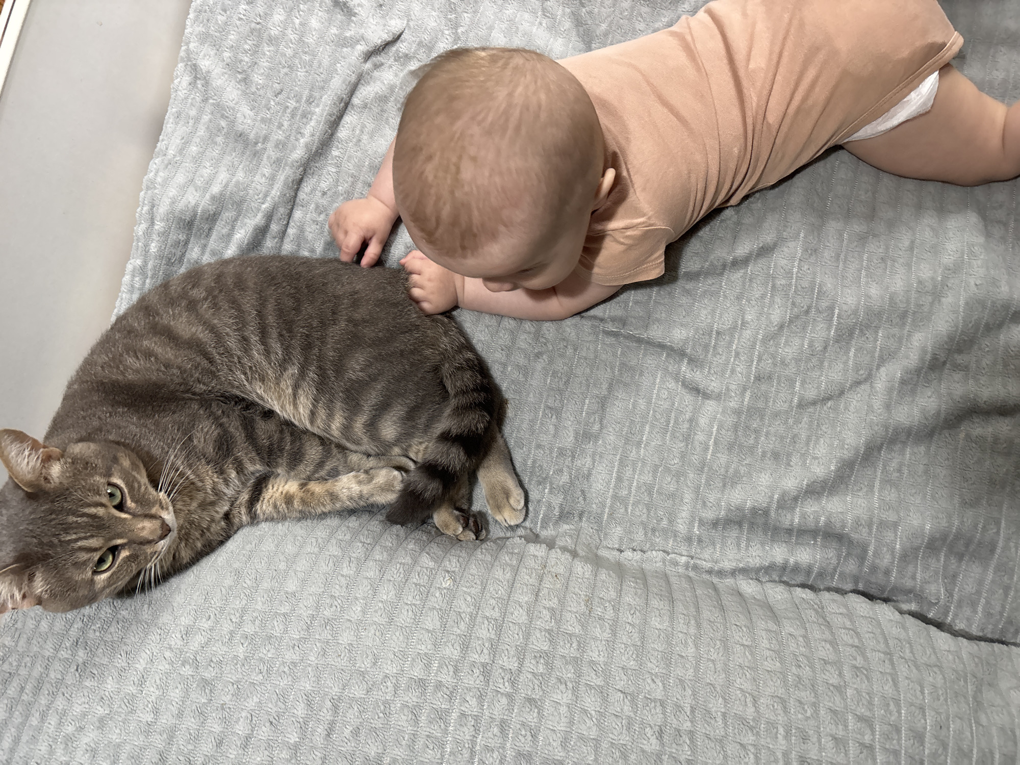 A baby in a peach-colored onesie is lying on a gray, textured blanket, with their head oriented towards a gray tabby cat. The cat is lying on its side, looking at the camera. The scene is indoors.