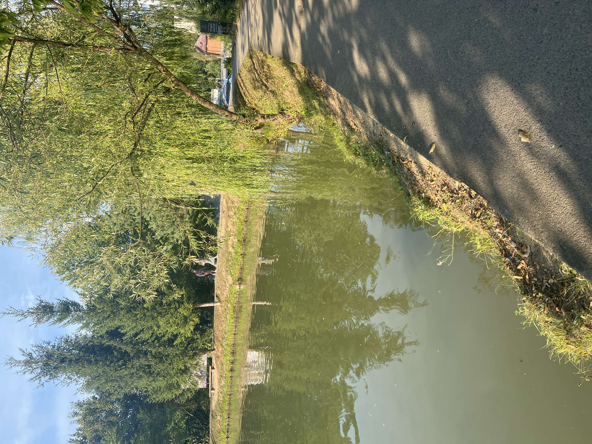 The image depicts a tranquil scene at a lake in the city of Сонячне, Ukraine. On the left side of the frame, a calm, greenish lake occupies a significant portion, reflecting the surrounding trees and sky. The water's surface is slightly rippled, with a few small leaves visible floating on it. The bank of the lake is lined with lush green grass and some dry leaves.
To the right of the lake, a paved path runs alongside, shaded by the drooping branches of a large willow tree. The path is illuminated by dappled sunlight filtering through the leaves, creating a pattern of shadows on the asphalt.
In the background, beyond the lake's bank, are several tall evergreen trees and other deciduous trees with vibrant green foliage. A wooden bench is visible near the trees, suggesting a place for relaxation. Two individuals are walking on the path in the middle distance. One appears to be wearing a dark top and lighter bottoms, while the other has on a patterned dress. Further down the path, a small brick building with a brown roof is visible, and a sign with Ukrainian text advertising apartment sales is posted on a pole. Several cars are parked in front of the building. The sky above is a clear, light blue with a few wispy clouds. The overall impression is one of a peaceful park or recreational area on a sunny day.