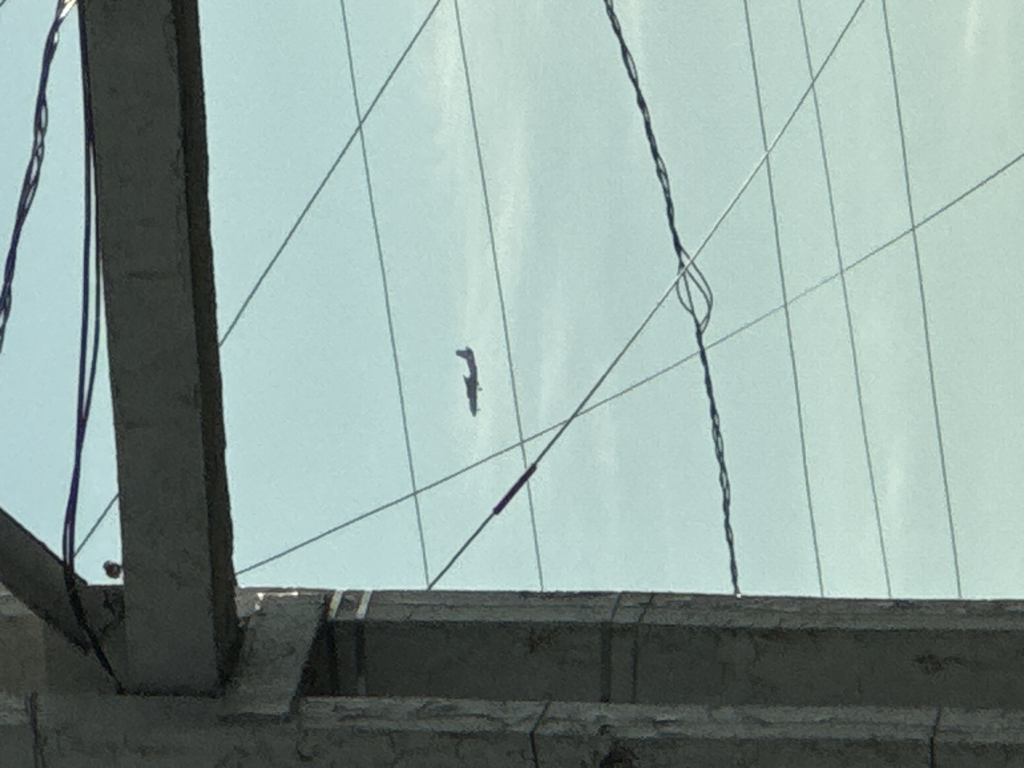 An airplane is seen flying in the sky through a gap in power lines and a concrete structure. The concrete structure appears to be part of a bridge or overpass. The sky is a light blue color, and there are no clouds visible. The airplane is a small, single-engine aircraft. The image was taken in Novomar'evskaya, Russia.