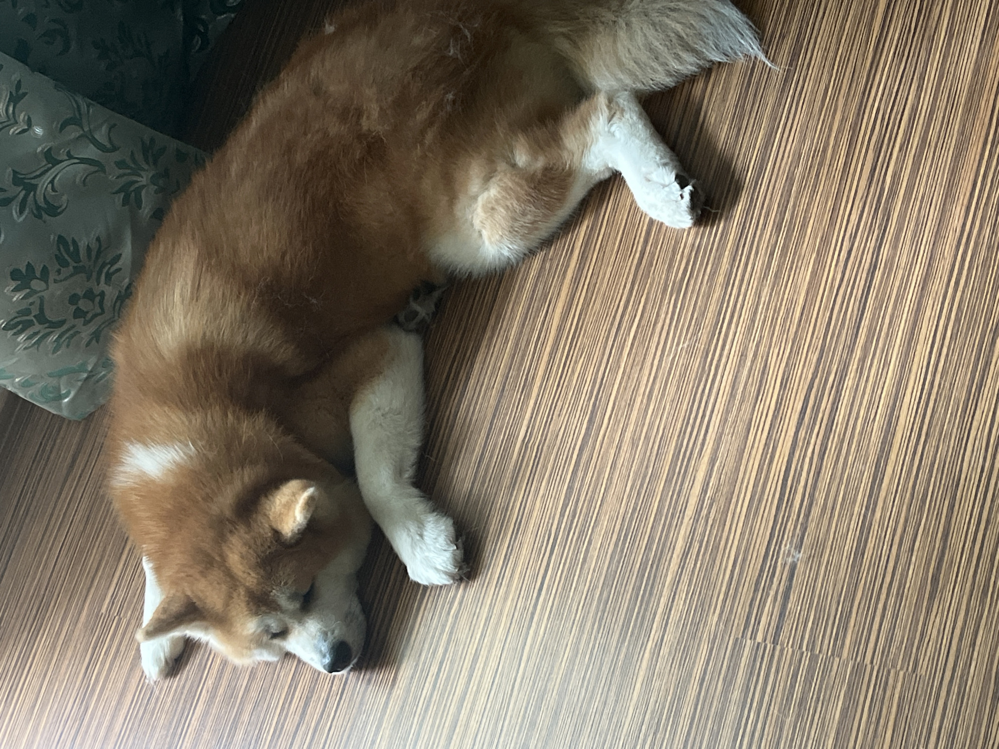 A medium-sized dog with reddish-brown and white fur is sleeping on a wooden floor. The dog is lying on its side, facing left, with its head resting on the floor. Its eyes are closed, and its body appears relaxed. A small patch of white fur is visible on the dog's forehead. The wooden floor has a brown, striped pattern. In the background, a portion of a teal-colored blanket with a floral pattern is visible. The image does not provide any information about the location within the city of Minsk, Belarus.