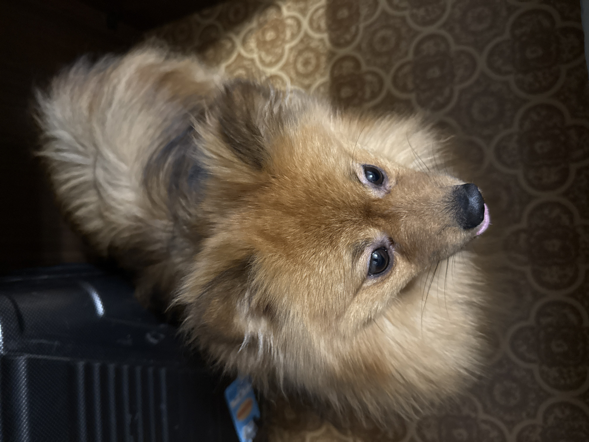 A high-angle close-up shot depicts a fluffy, medium-sized dog, possibly a Pomeranian mix, looking upwards with its tongue slightly visible. The dog has golden-brown fur, a black nose, and dark eyes. It appears to be resting near a dark-colored, ridged suitcase or container. The background consists of patterned flooring. The image location or presence of people are not discernible from this image.