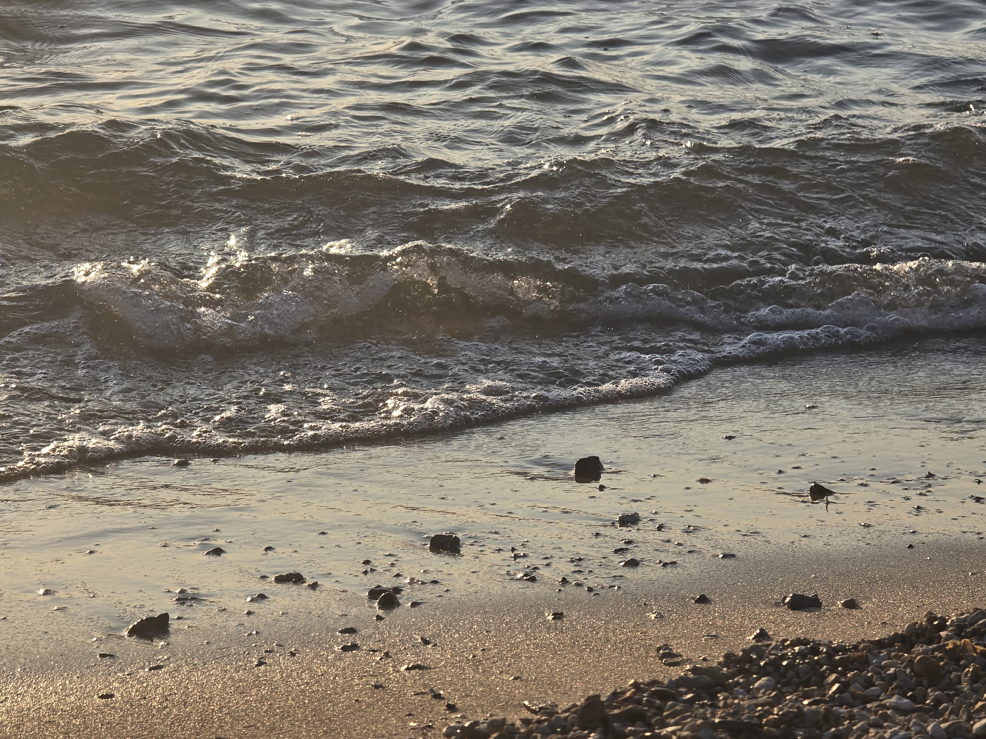 The image shows a close-up view of a sandy and pebbly shore with gentle waves lapping at the edge. The water is dark and reflects the golden light of the setting sun, creating shimmering patterns on its surface and the wet sand. Several small, dark-colored pebbles are scattered on the beach, some partially submerged in shallow water. In the distance, a small bird is visible standing in the shallow water. The overall scene evokes a peaceful and serene atmosphere of a coastal environment, likely at sunset. The location is identified as Foça, Turkey.