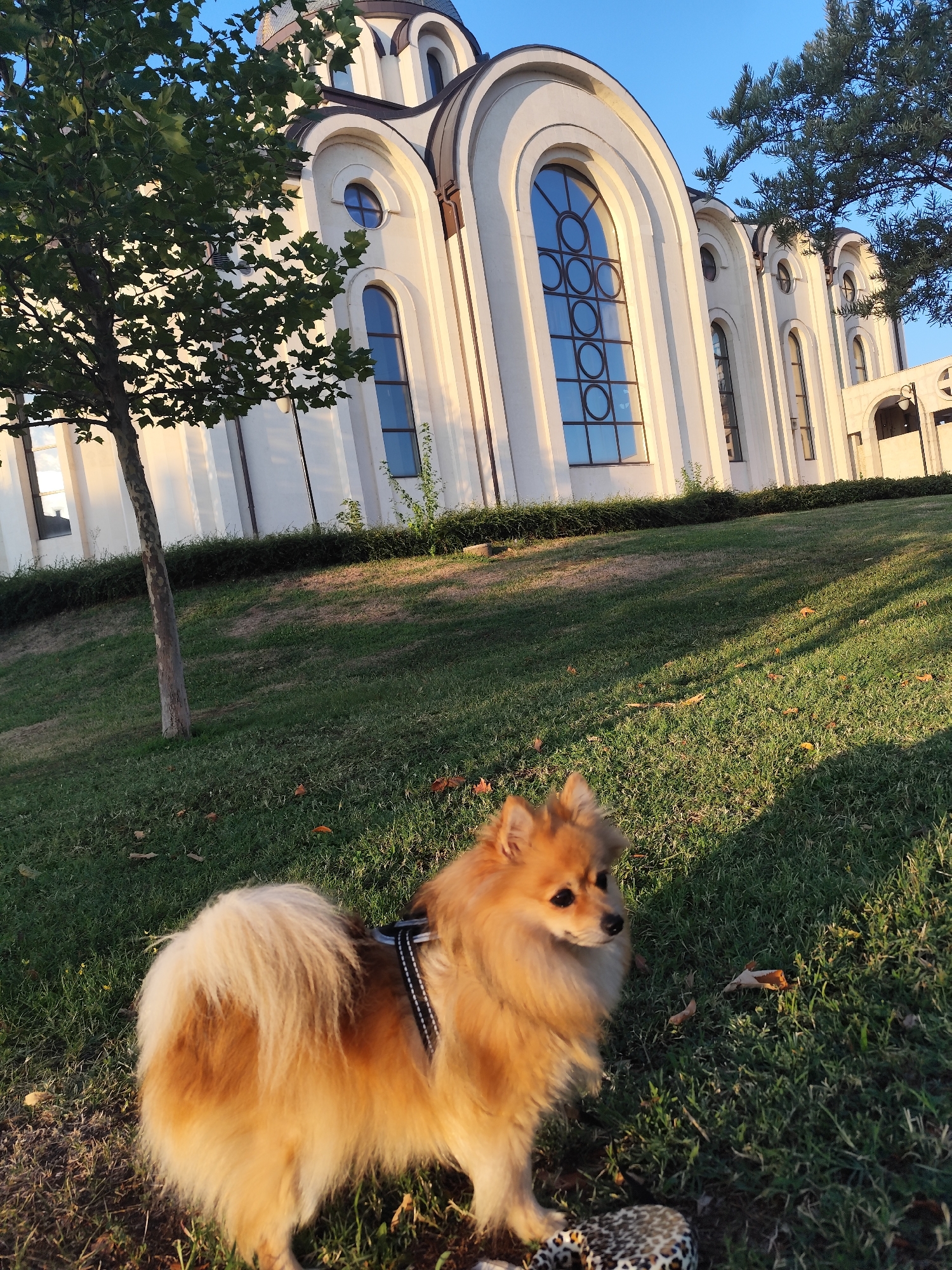A Pomeranian dog stands on a grassy slope in front of a white, modern church building. The church has arched windows and a domed roof. A tree with green leaves is to the left of the church. The sun is shining, casting long shadows on the grass. The dog is facing to the right and looking away from the camera. The image appears to have been taken during the day. The location is the Church of St. Nicholas in Montana, Bulgaria.