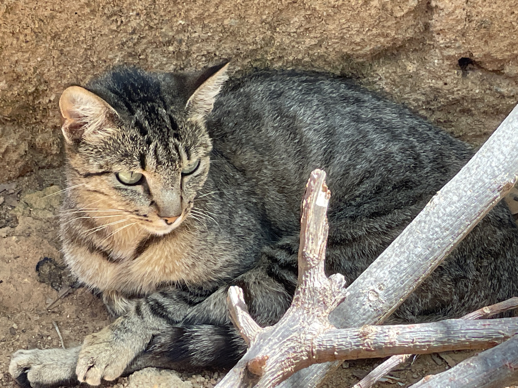 A gray and tan tabby cat is resting in a dirt area, partially obscured by branches. The cat is lying down with its paws visible. The background is a light brown wall. The location is Rafin Bauna, Nigeria.
