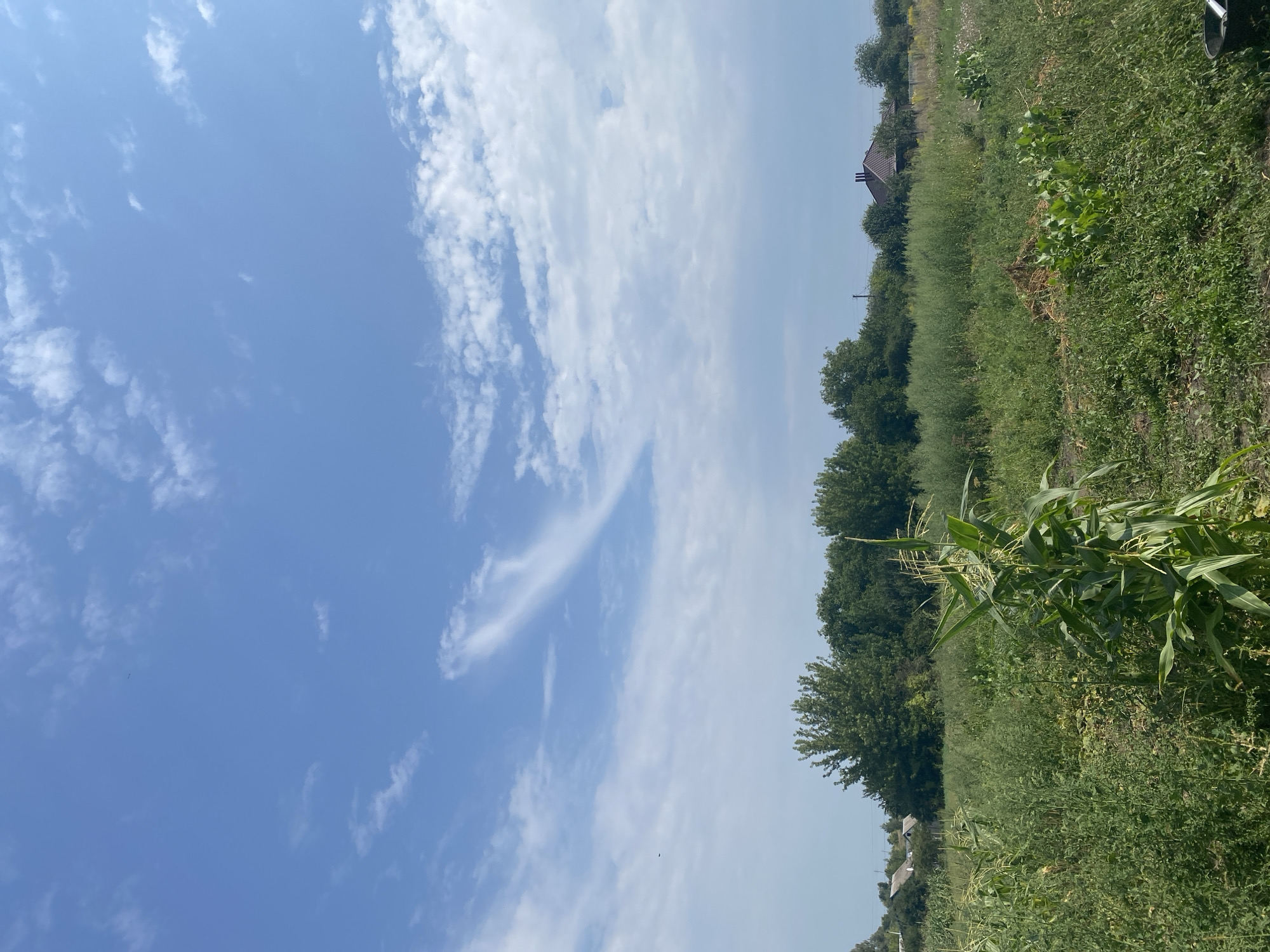 The image depicts a rural landscape under a bright blue sky with scattered white clouds. In the foreground, a mature corn stalk stands tall amidst a field of green vegetation, which includes other crops and wild plants. The midground is characterized by a dense line of trees, with some residential structures, including a house with a dark-tiled roof, partially visible through the foliage on the right side. The background shows a hazy horizon with more vegetation and distant structures. The overall impression is that of a sunny day in a rural area, likely a farm or a large garden.