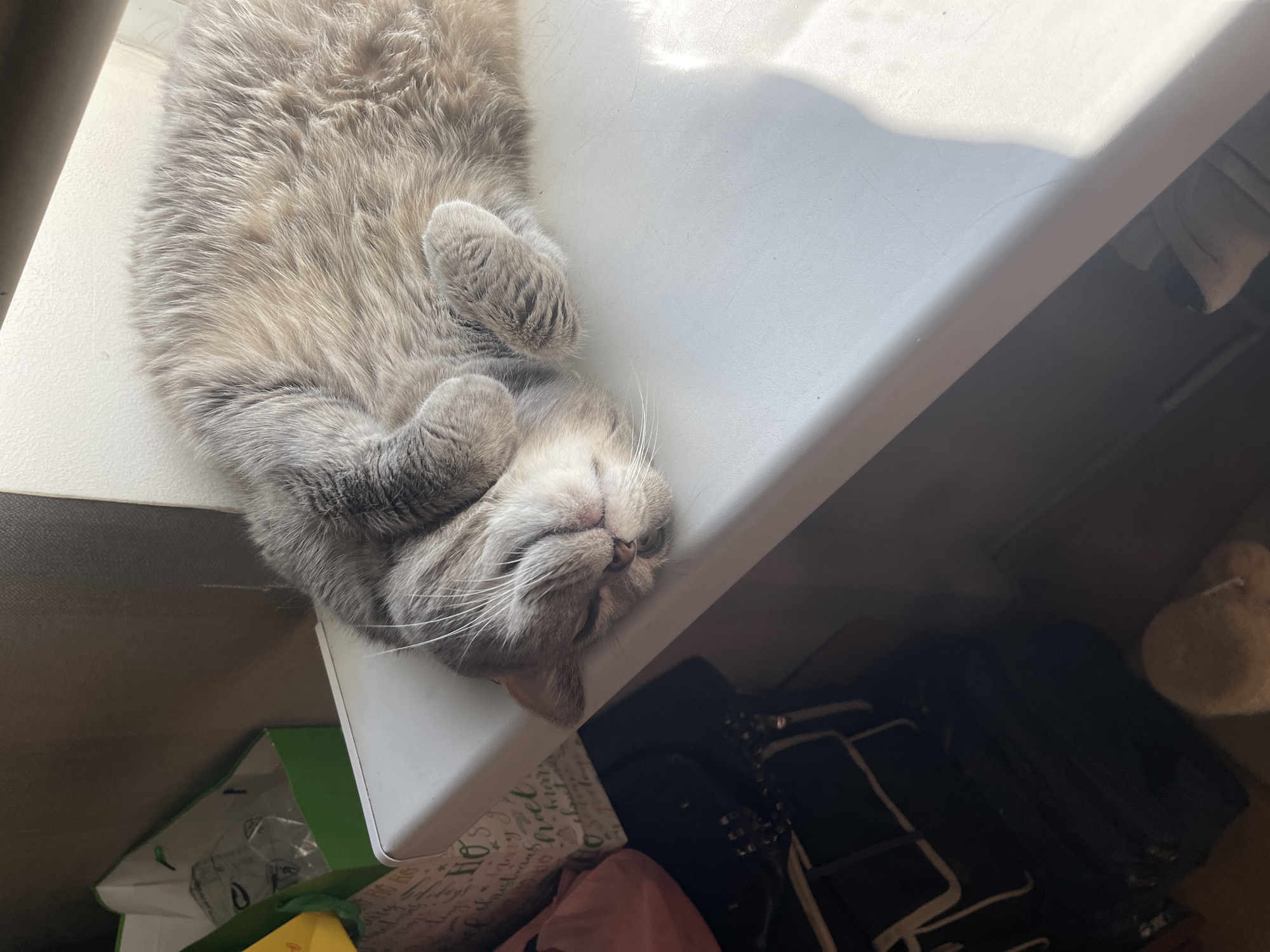 A close-up, top-down shot captures a grey tabby cat sleeping on a white windowsill. The cat is curled on its back, with its paws tucked in and its face turned towards the viewer. Sunlight streams in from the right, casting a bright highlight across the windowsill and illuminating the cat's fur. In the background, to the left, is a green paper gift bag with a yellow handle, and to the far left, partially obscured, is a pink bag. Further to the left and below the windowsill, a dark-colored bag or backpack is visible. The wall behind the cat and gift bag is a textured brown.