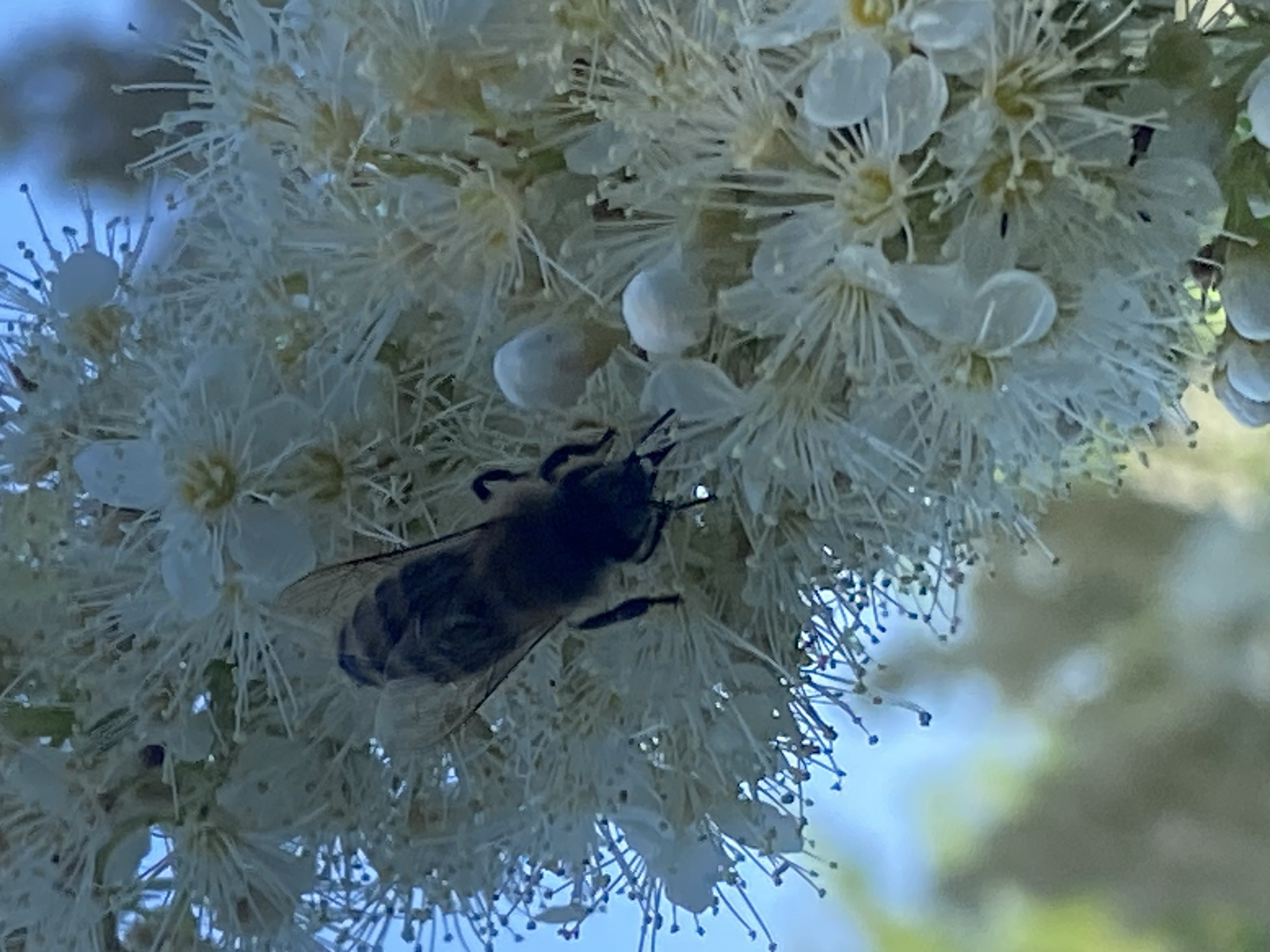 A bee is shown on a white flower cluster. The bee is in focus and positioned in the center-left of the image, with its body angled to the right. Its wings are spread slightly, and it appears to be collecting pollen. The flower cluster is dense with small white petals and thin, thread-like stamens. The background is blurred, showing hints of blue sky and green foliage. The image is a close-up shot, capturing the intricate details of the bee and the flower. The location is Unknown, Unknown.