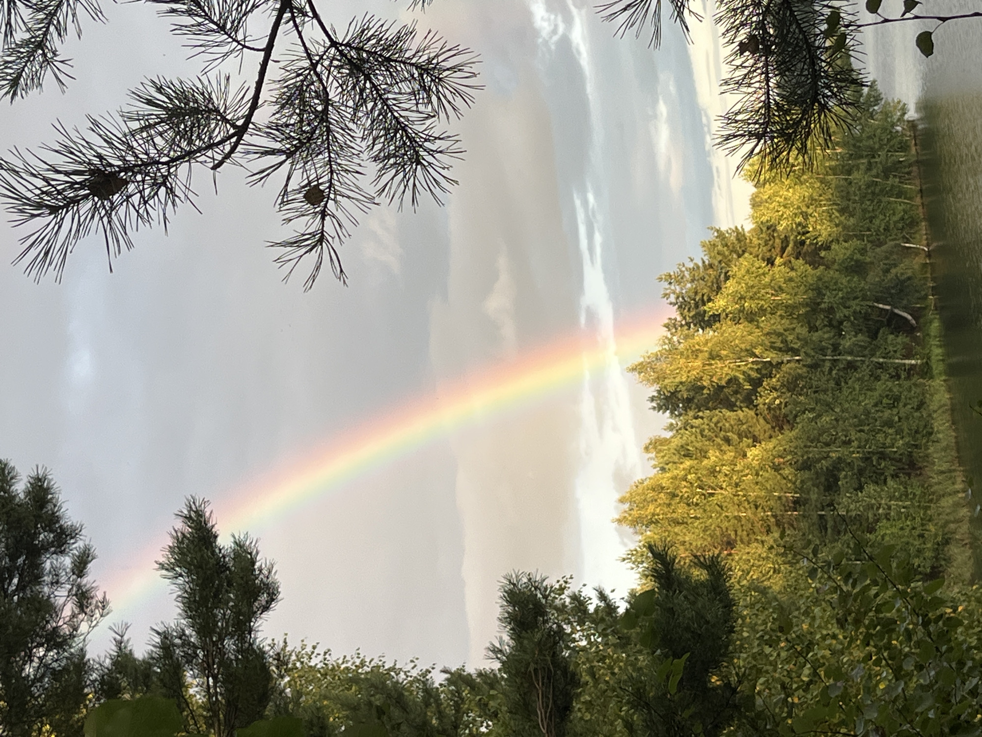 This is a landscape photograph taken near Novyi, Russia, featuring a vibrant rainbow arcing across a cloudy sky. In the foreground, lush green foliage frames the scene from the left and right. The foliage on the left appears to be deciduous trees with large leaves, while the foliage on the right consists of pine branches with needles.
Beyond the foliage, a dense forest of trees stretches along the bank of a calm body of water, likely a lake or river. The trees exhibit a mix of green and golden hues, suggesting either the time of day (late afternoon or early morning sun) or a variety of tree species. The water reflects the sky and the surrounding greenery.
The sky is predominantly overcast with some lighter patches, indicating a possibility of recent or ongoing rain, which would have contributed to the formation of the rainbow. The rainbow itself is bright and well-defined, with its colors clearly visible against the muted sky. No people or animals are visible in the image. The overall atmosphere is serene and natural.