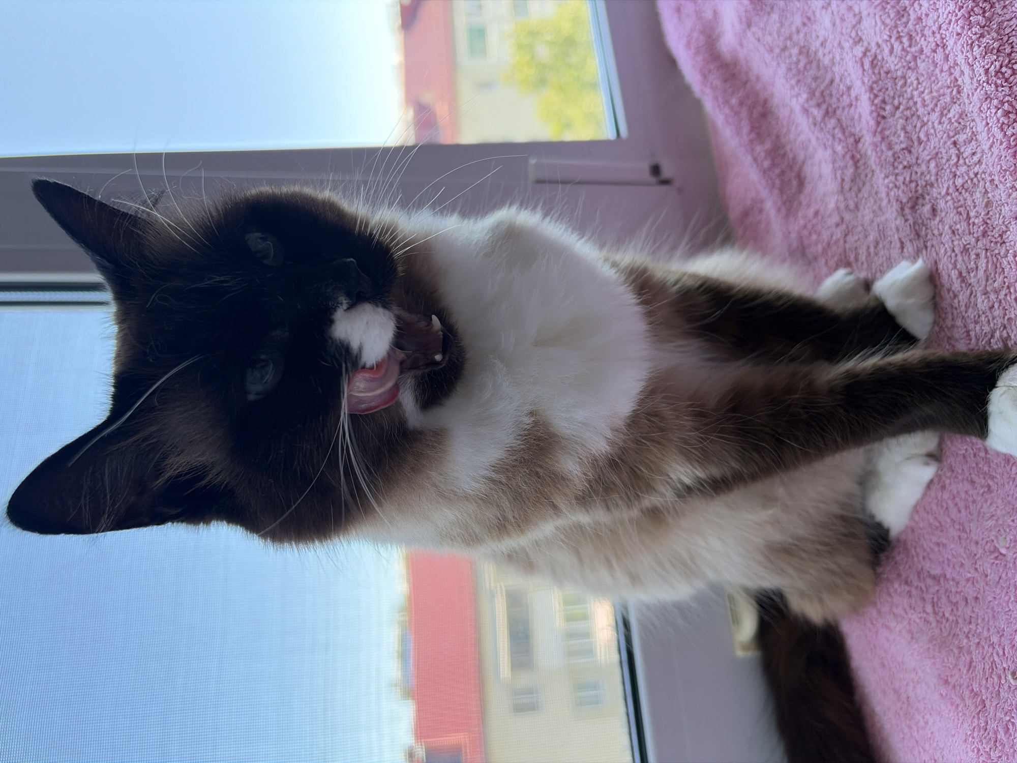 A medium shot captures a Siamese cat sitting on a pink terry cloth towel in front of a window. The cat, with its distinctive pointed markings, white chest, and dark brown legs and tail, is licking its mouth. Its eyes are open, and its tongue is visible. Through the window, buildings with red roofs and trees are visible, suggesting an urban setting. The sun is shining, casting a bright light on the scene. The image was taken in the city of Korsakov, Russia.
