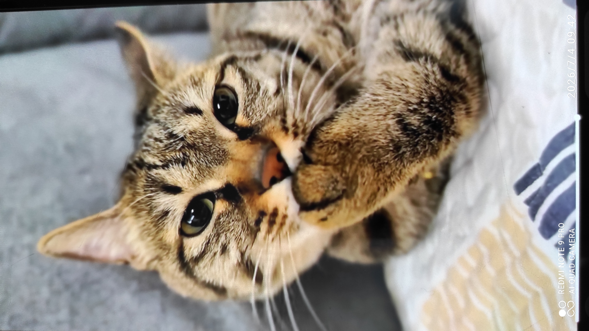 A close-up, medium shot shows a tabby cat with brown and black stripes, lying on a white and patterned surface. The cat is looking directly at the camera with its mouth slightly open and one paw held up to its face, as if grooming or thinking. Its green eyes are wide open. The background is a blurry grey surface. The image appears to have been taken in a domestic setting. The lower portion of the image displays text, including "REDMI NOTE 9 PRO AI QUAD CAMERA" and a date "2026/7/4 09:42". No information about Maardu, Estonia is present in the image itself.
