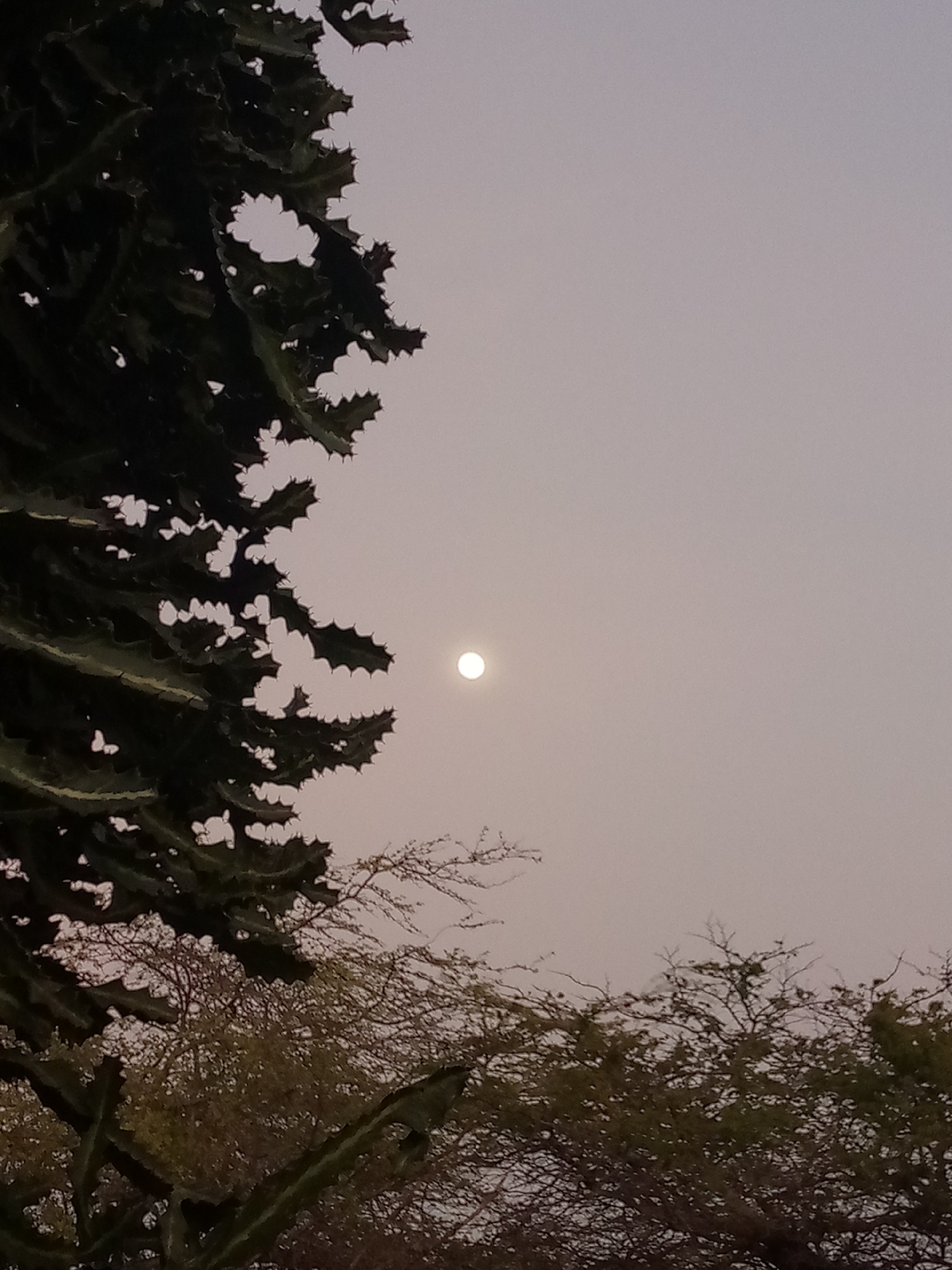 The image shows a night or dusk scene in what appears to be a semi-arid environment. In the upper right, a small, bright, circular object dominates the sky; this is likely the moon. The sky itself has a hazy, muted tone, suggesting possible atmospheric conditions like dust or smog. In the foreground, a tall, columnar cactus, possibly Euphorbia, occupies the left side of the frame. Its spiky, textured form is silhouetted against the sky. Below the moon and slightly to the right, there is a sparse arrangement of deciduous trees with thin branches. The overall scene composition suggests a location in a dry or semi-arid area, perhaps in Las Guevaras, Venezuela, based on the prompt. There are no people visible. The objects are predominantly plant life and a celestial body. There are no explicit actions or interactions within the scene.