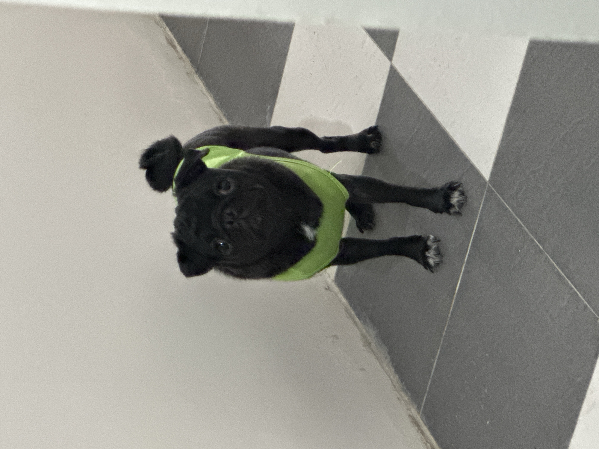 A black pug wearing a lime-green harness stands on a black-and-white tiled floor. The location is Davao City, Philippines.