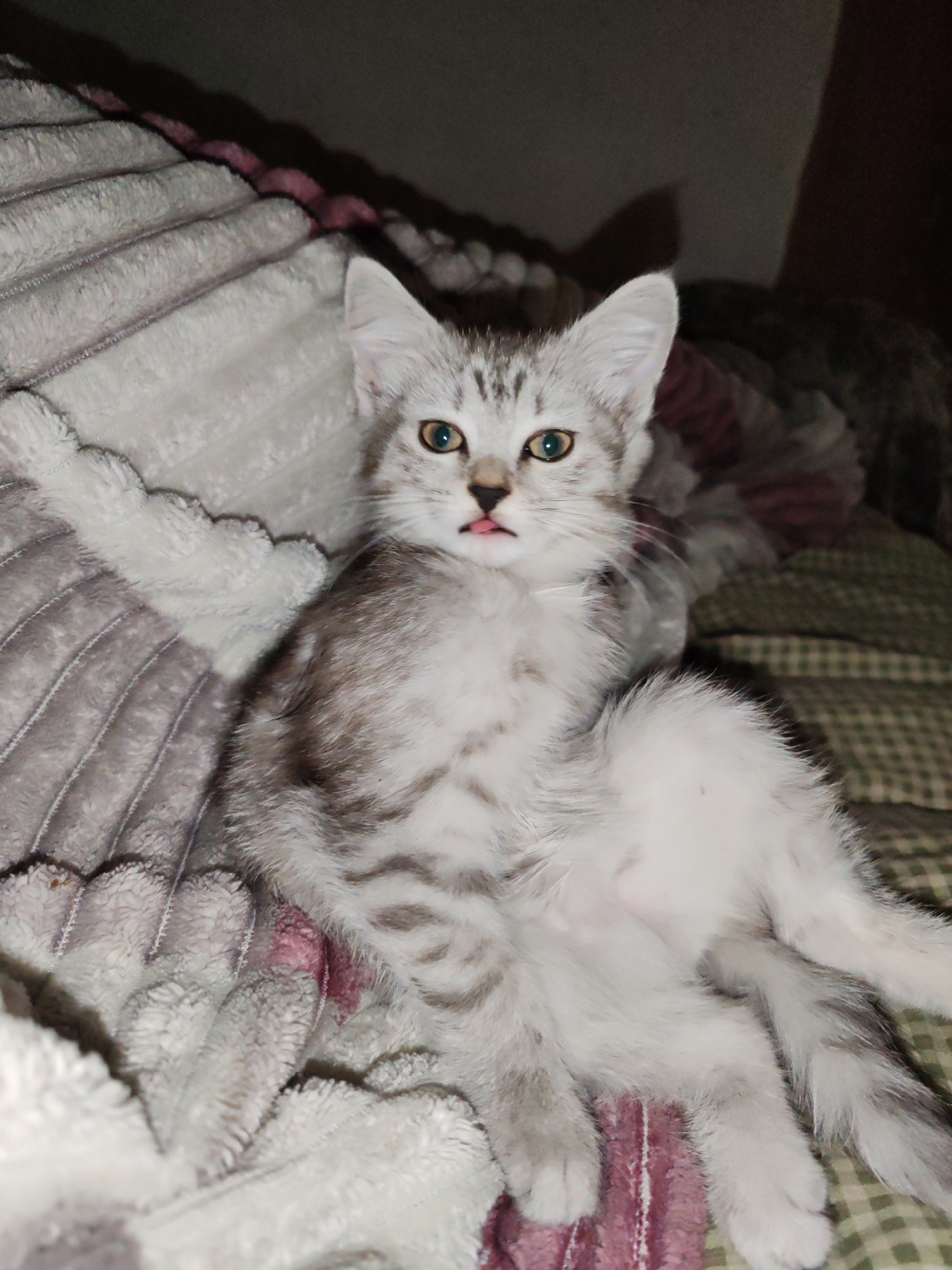 A light gray and white tabby kitten is sitting on a bed. The kitten's tongue is sticking out. The bed is covered with blankets and a plaid comforter. The background is dark and out of focus. The image was taken indoors.
