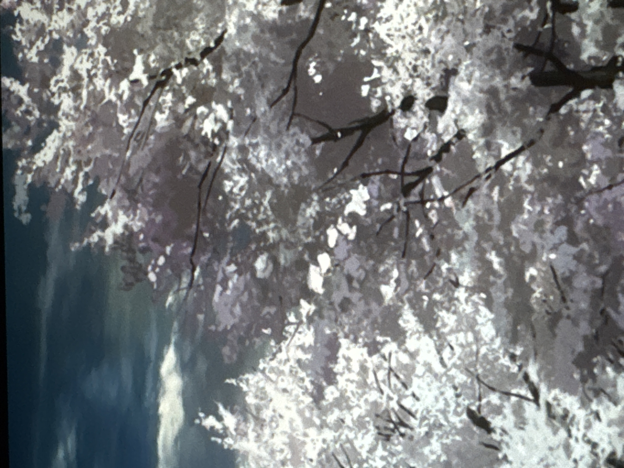 The image depicts a stylized, possibly anime-inspired, landscape with a focus on a densely branched tree covered in light-colored blossoms, likely cherry blossoms. The blossoms appear as clusters of white and pale pink, creating a soft, textured effect against darker branches. The background features a dramatic sky with dark blue clouds and lighter, wispy clouds or mist. There are no people or specific man-made objects visible, suggesting a natural or stylized natural setting. The overall impression is one of delicate beauty and a moody atmosphere due to the contrasting dark sky and bright blossoms. The location in Riga, Latvia, cannot be determined from the visual information provided in the image.