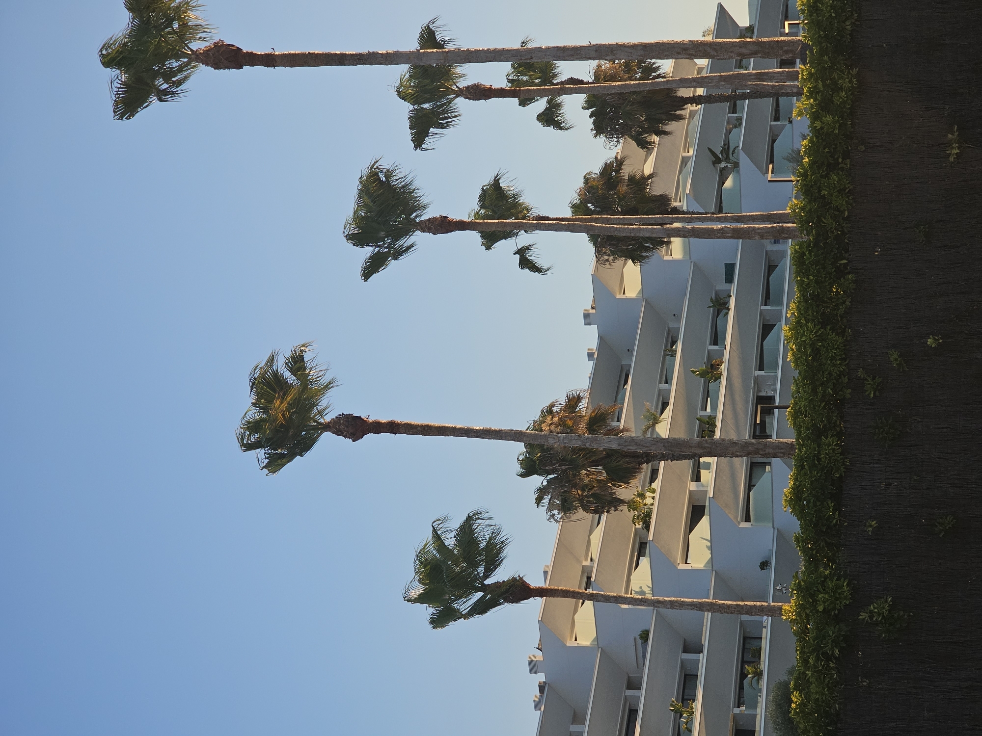 The image depicts a modern, multi-story white building with staggered balconies, set against a clear blue sky. Several tall palm trees stand in front of the building, their fronds rustling in what appears to be a gentle breeze. A dense hedge runs along the foreground, partially obscuring a textured fence below it. The lighting suggests it is either early morning or late afternoon, with the sun casting warm highlights on the building and trees. The scene is tranquil and appears to be located in a coastal or resort area, consistent with the city of Deveses, Spain, known for its beaches and Mediterranean architecture. No people are visible in the image.