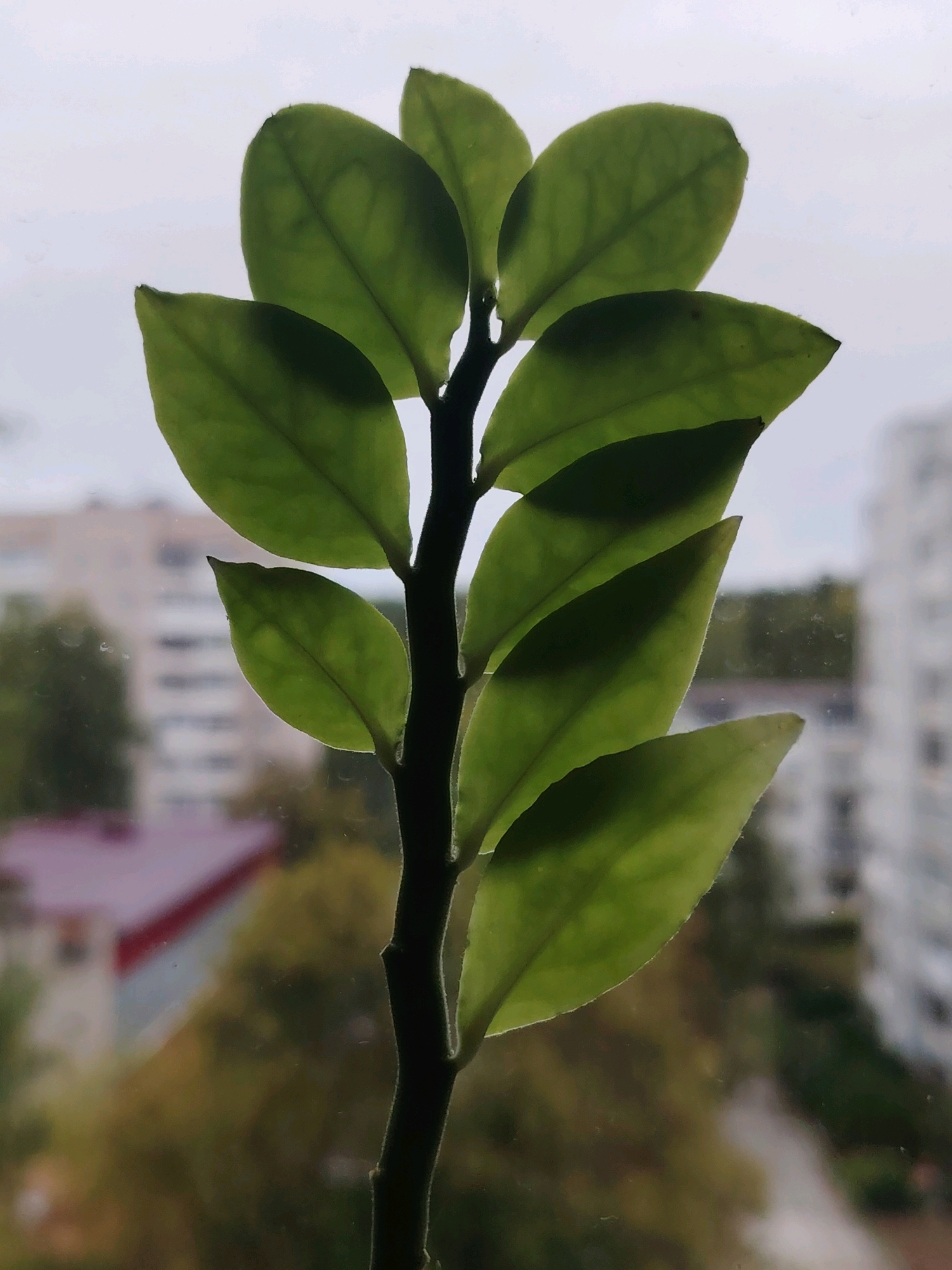 A single, dark green stem with multiple oval-shaped leaves is prominently displayed in the foreground of this image. The leaves are translucent, allowing light to pass through them, and appear to be arranged in opposite pairs along the stem. The stem is thick and dark, with a slightly rough texture visible where the leaves attach.
In the background, the scene is blurred, suggesting the plant is positioned in front of a window. Beyond the window, residential buildings are visible, with some displaying red rooftops. Trees with autumn foliage, a mix of green and yellow, are interspersed between the buildings. The sky above is overcast and light grey. The overall impression is that of a houseplant indoors, with a typical urban landscape visible through the window. There is no indication of the specific location within Chaikovsky, Russia, other than it is likely an urban residential area. There are no people or animals visible in the image.