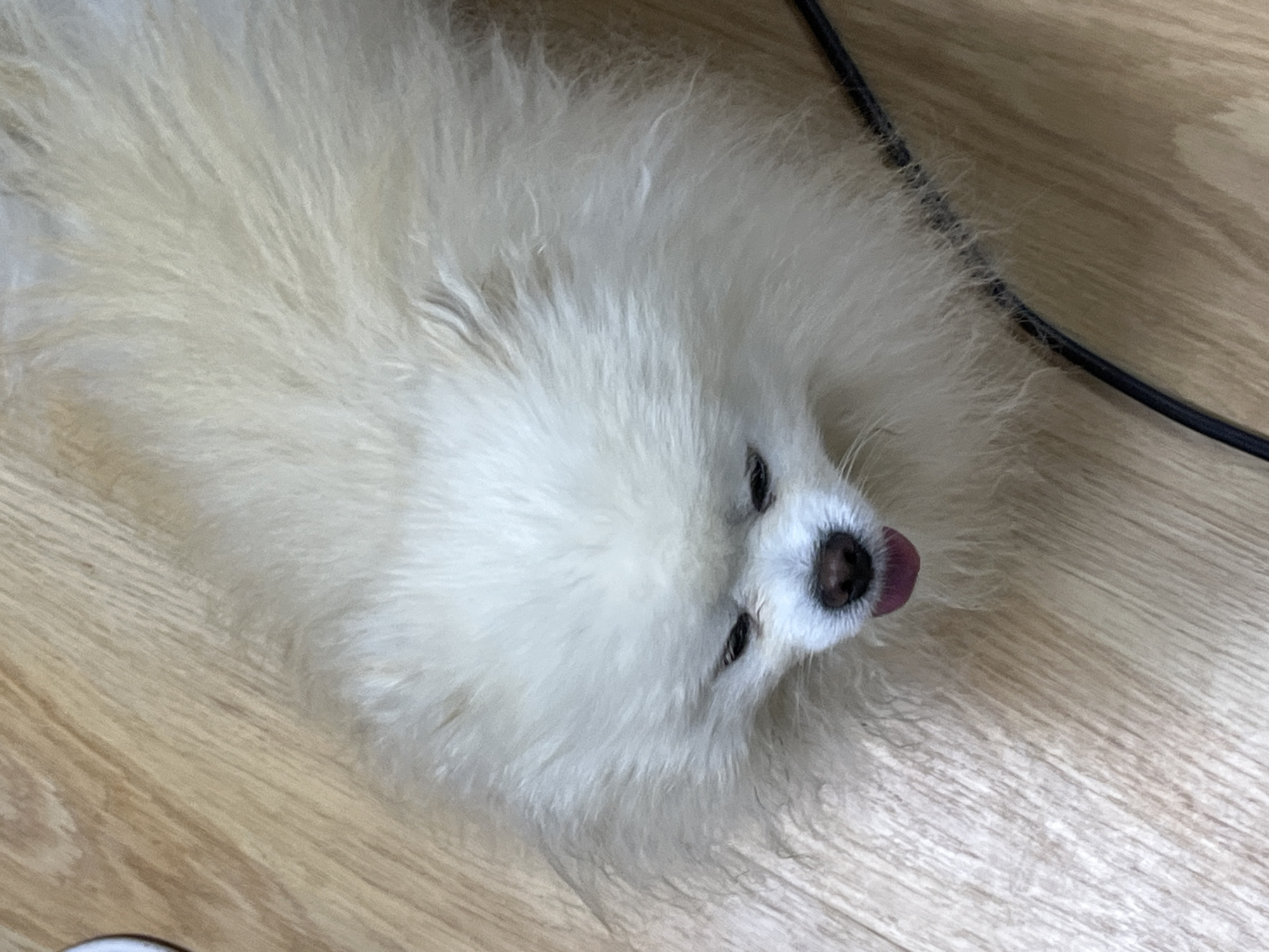 The image is an overhead shot of a white Pomeranian dog lying on a light brown wooden floor. The dog's fur is fluffy and covers most of its body. Its head is tilted down, with its eyes closed and its pink tongue sticking out slightly. A black cable runs across the bottom right portion of the image, partially obscured by the dog's fur. The lighting appears to be natural, coming from above. The scene does not provide any specific indicators of its location in Izhevsk, Russia.