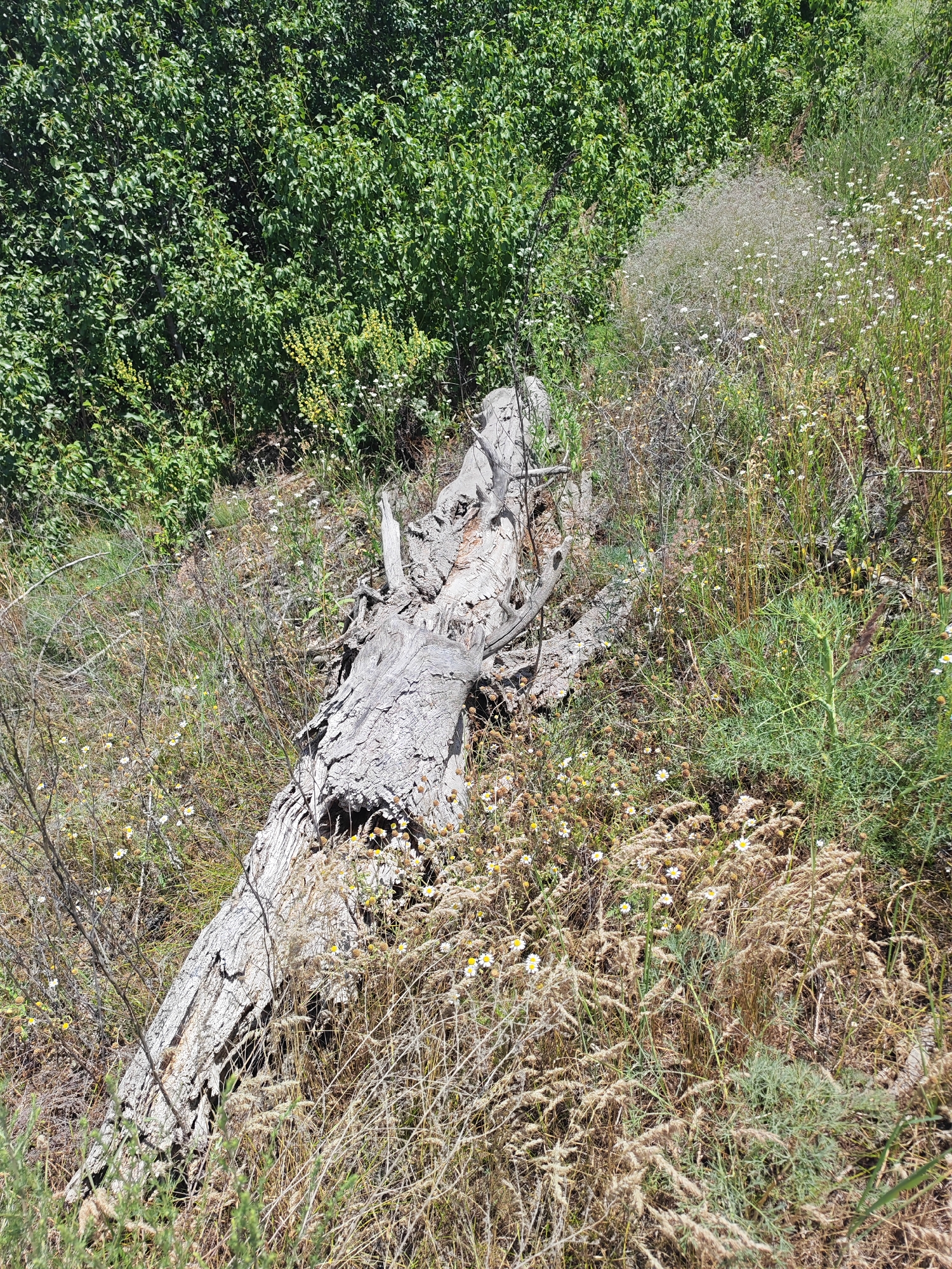 A weathered, fallen tree trunk lies diagonally across a sunlit, grassy hillside. The trunk is grey and rough, with visible bark texture and several broken branches. The surrounding environment is a mix of dry, golden grasses and scattered small white and yellow wildflowers. In the background, a dense wall of lush green foliage creates a stark contrast with the dry ground cover. The scene appears to be an outdoor natural setting. There are no people or animals visible in the image.