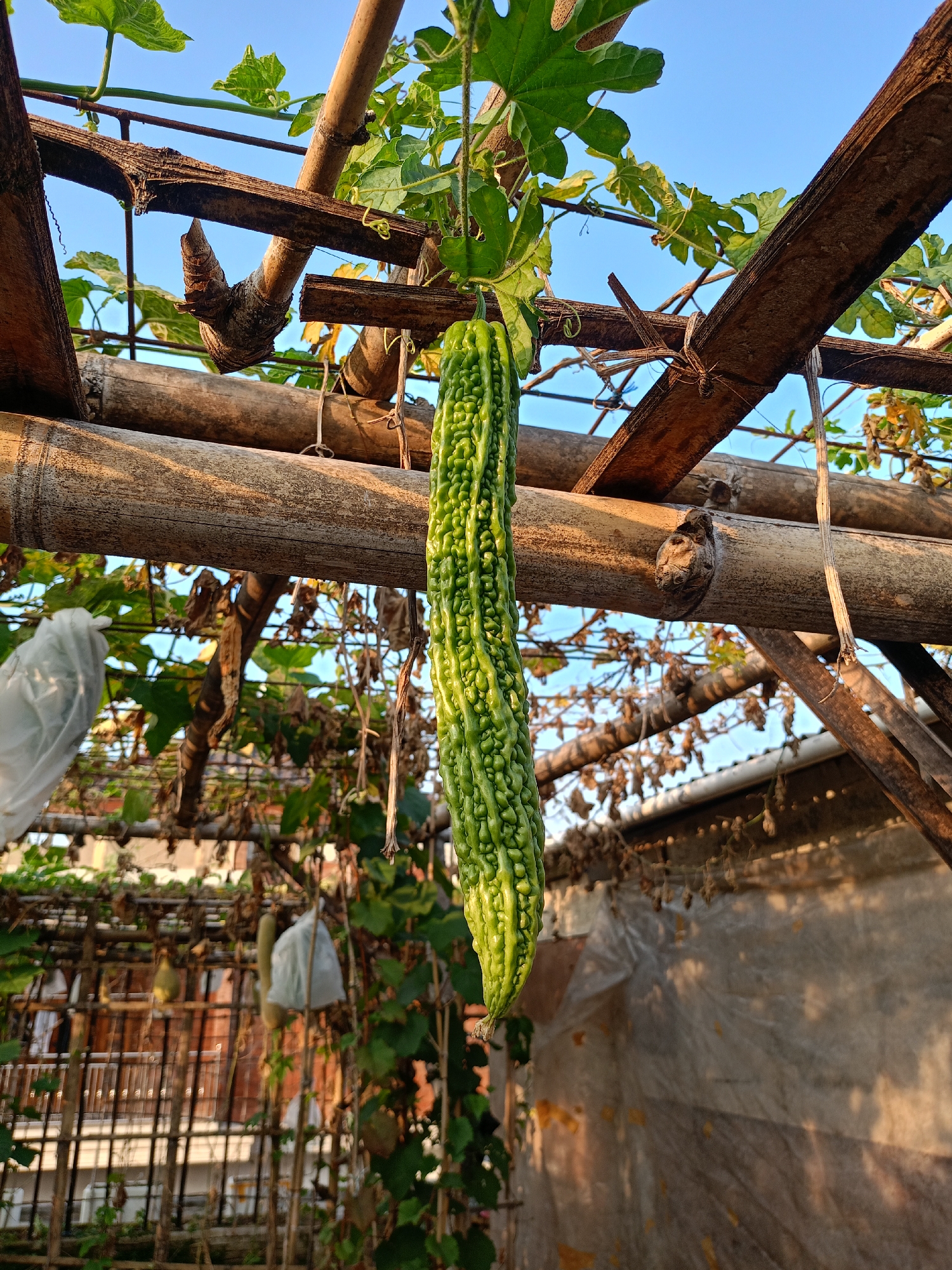 A single, unripe bitter melon hangs from a vine on a bamboo trellis under a clear blue sky. The bitter melon is elongated and bumpy, with a bright green hue. The trellis is constructed from rough, weathered bamboo poles, some of which show signs of decay and breakage, bound together with thin ropes or twine. Green leaves and tendrils of the bitter melon plant are visible, along with some dried foliage, suggesting it is a mature plant. In the background, out of focus, there is a glimpse of a building with a metal fence and what appears to be a tarpaulin-covered structure. The lighting suggests it is late afternoon, with warm, golden light illuminating parts of the scene. The location is a garden in Batu, Indonesia, where bitter melon plants are commonly grown on trellises.