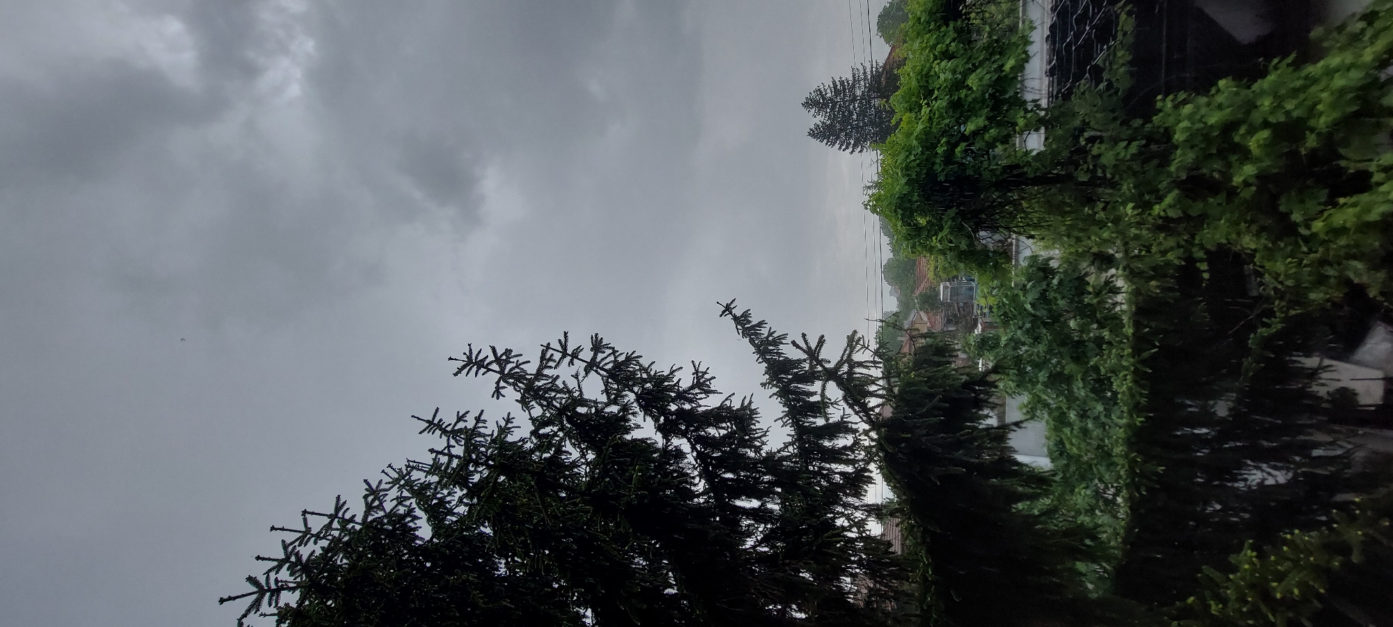 The photograph depicts a cloudy sky above the city of Yagodovo, Bulgaria. Dense, dark green foliage, including coniferous trees, fills the lower portion of the frame. Other greenery, potentially vines, covers a fence or wall on the right side. Buildings are visible in the midground. Electrical wires stretch across the scene. The overcast sky dominates, suggesting a potentially rainy or gloomy day.