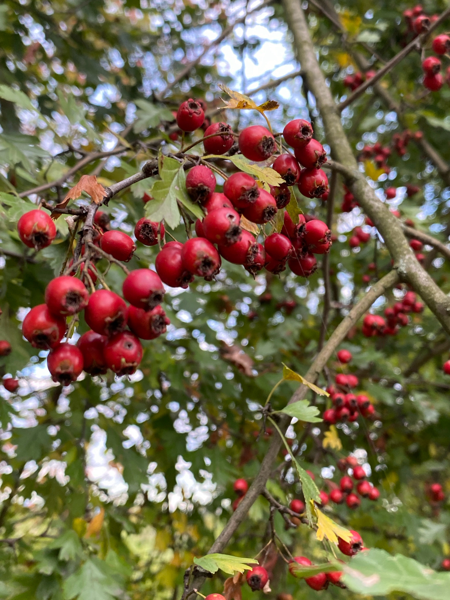 This is a close-up, eye-level, outdoor photograph of hawthorn berries on a tree branch. The berries are small, round, and a vibrant red color, some appearing slightly shriveled with dark calyxes. They are clustered together on the branches, with green leaves and a few dry, yellowing leaves visible in the background, as well as out-of-focus foliage and sky. The lighting is natural and diffused, suggesting an overcast day or dappled sunlight. The overall impression is of an autumn harvest or a natural, rural setting. This photograph was taken on the outskirts of Stary Sącz, Poland, in a wooded area bordering a meadow.