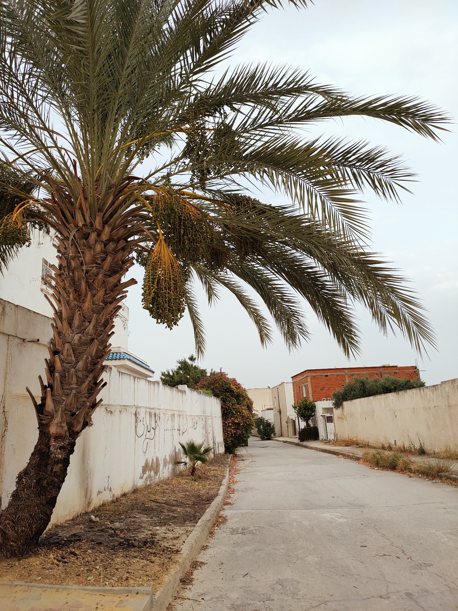 The image depicts a street scene in an urban environment, likely in Tunisia, given the architectural style and vegetation. Dominating the left side of the frame is a large palm tree with a thick, textured trunk. Bunches of green dates hang from its fronds, which extend across the upper portion of the image against a pale, overcast sky.
A low, white concrete wall runs along the side of the street, marked with some graffiti. Behind the wall, buildings are visible. To the left, a white building with a blue-tiled roof section is partially obscured by the palm tree. Further down the street, to the right, a brick building under construction stands out. Trees and shrubbery line the wall in places, with some foliage also visible on the right side of the street further down.
The street itself is paved with concrete and appears to be a residential road, with a sidewalk or curb running alongside the wall. The ground around the base of the palm tree is covered in dry soil, gravel, and some debris. A smaller palm seedling is also present near the wall. The overall impression is one of a somewhat unkempt but lived-in urban area. There are no people or vehicles visible in the image.