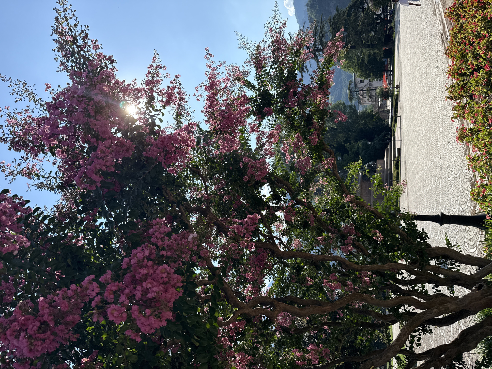 A tree with vibrant pink flowers and green leaves is in the foreground, with branches reaching towards the sky. The sun shines brightly through the foliage, creating lens flare. In the background, a paved walkway with a patterned surface extends into the distance. Beyond the walkway, lush green trees and a building can be seen, with mountains in the far distance. The scene suggests a bright, sunny day, likely in the late morning or early afternoon. The overall atmosphere is serene and natural. There is no visible text in the image.