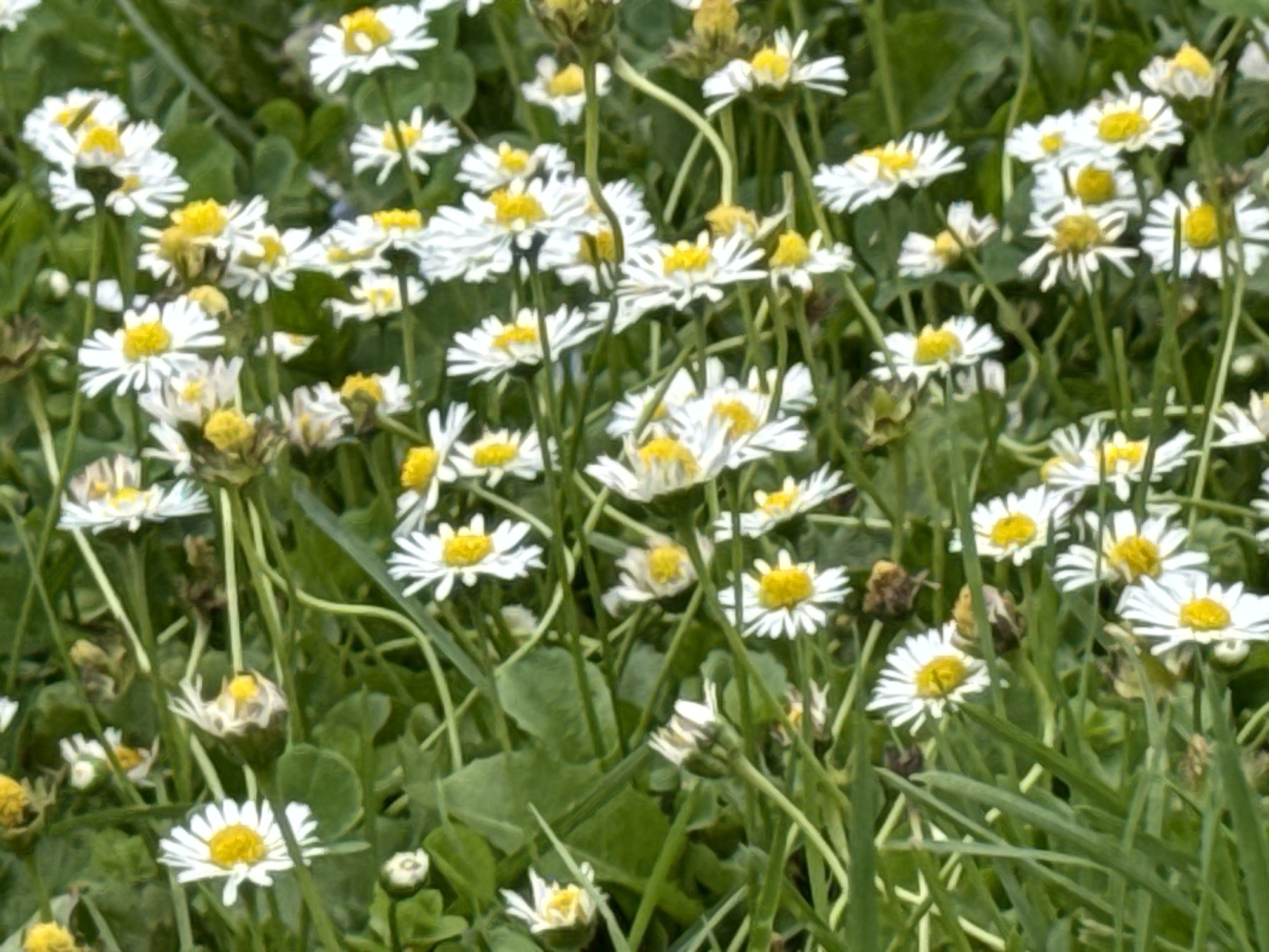 The image is a close-up, eye-level shot of a field of daisies with bright yellow centers and white petals. The daisies are densely packed, with some flowers in focus and others blurred, suggesting a shallow depth of field. The background is a blur of green foliage and grass, indicating an outdoor environment. There are no people or discernible actions in the image. The lighting appears to be natural daylight, casting soft shadows. The image depicts a natural scene, likely a meadow or garden, with no identifiable features that would place it specifically in Moscow, Russia.