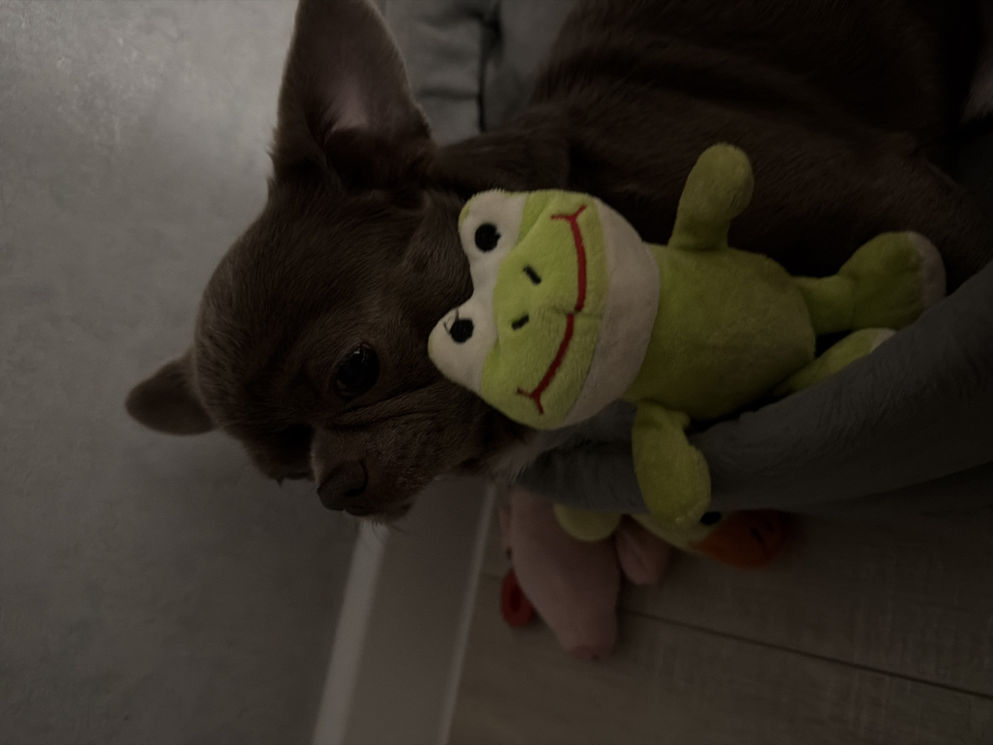 A brown chihuahua is lying on a grey surface, possibly a dog bed or blanket. The dog is cuddling with a green frog stuffed animal. A pink stuffed animal also appears to be present in the scene. The location cannot be identified as Votkinsk, Russia based on the image.