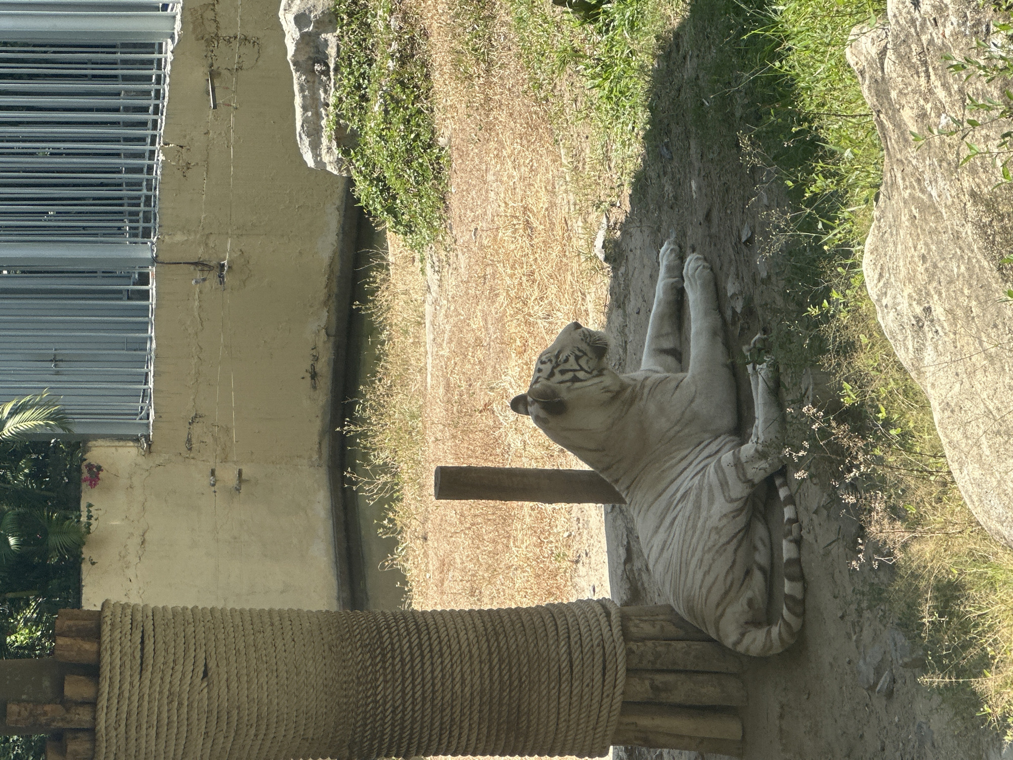 A white tiger lies on its side on a patch of dirt and sparse green and dry grass, looking upwards and slightly to the right. Its front paws are extended, and its distinctive black stripes are visible on its white fur, particularly on its tail which curls towards the lower right.
In the foreground, a tall, thick wooden post is visible on the left, extensively wrapped with heavy, coiled rope, serving as a scratching or climbing post. A horizontal wooden beam extends from this post, near the tiger's head, possibly acting as a perch.
The ground around the tiger is a mix of dirt, patches of green grass, and areas of dry, light brown vegetation. Large, light-colored rocks are situated to the right of the tiger, and small, white-flowered plants grow among the dry grass.
In the background, a light beige or yellow-colored building wall stretches across the upper left. Various wires and small fixtures are attached to this wall. Above the wall, a prominent metal fence or grille structure, composed of numerous horizontal bars, is visible. Below the wall and to the left, some green palm fronds and other foliage are present. The scene is brightly lit by natural sunlight, casting shadows and indicating daytime. There is no visible text. The setting appears to be an animal enclosure, likely in a zoo or wildlife park.