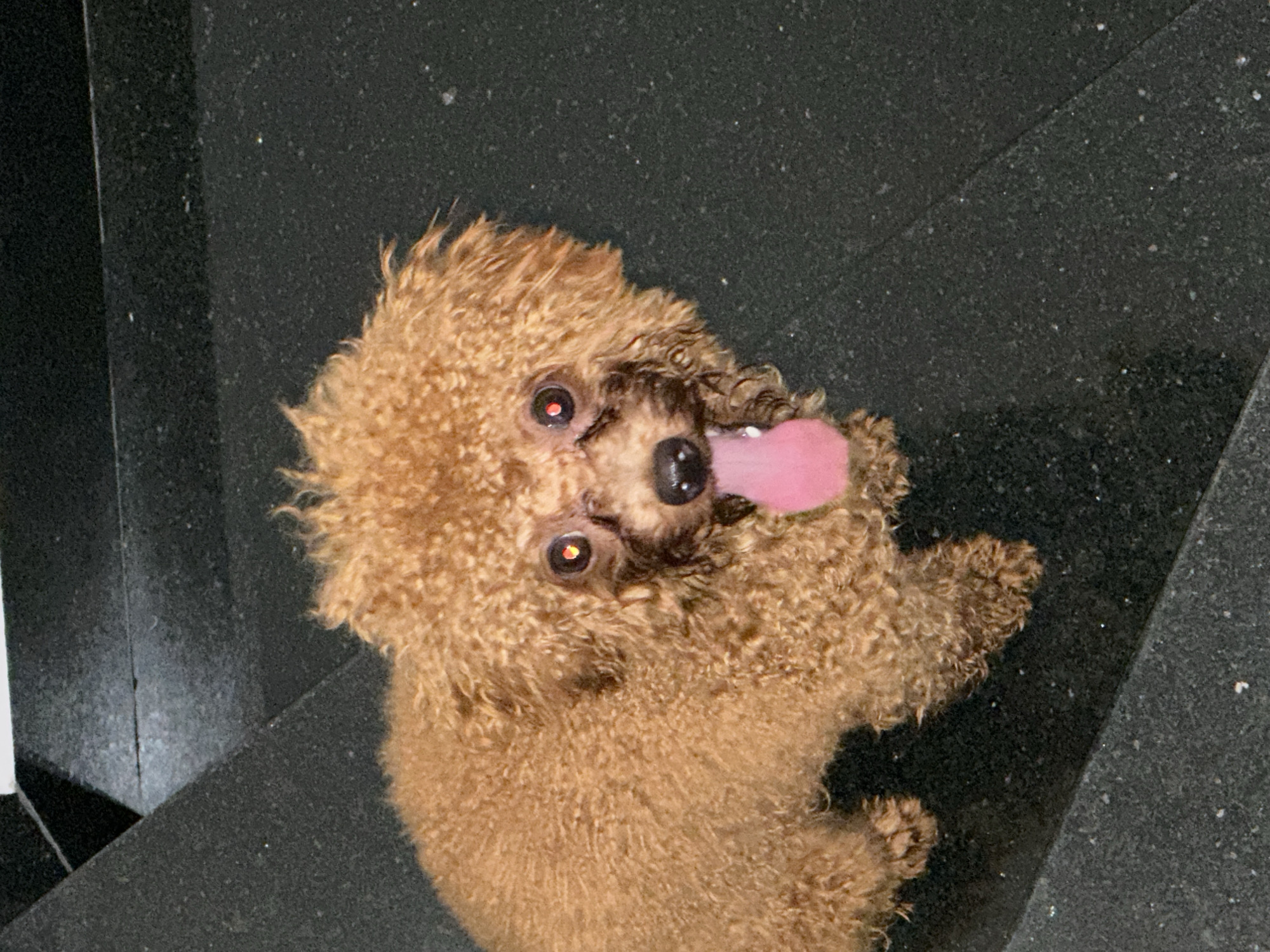 A small, curly-coated domestic dog, appearing to be a Poodle or similar breed, is positioned on a dark, speckled surface. The dog's fur is predominantly brown, with a slightly matted or damp appearance around its muzzle and eyes. Its eyes display a prominent red-eye effect, indicative of flash photography. A pink, extended tongue protrudes from its mouth. The animal is looking directly upward towards the viewer. The background consists of dark, angular surfaces, suggesting an interior architectural setting such as a staircase or a corner of a room, composed of a material consistent with polished black granite or stone with fine white specks. The lighting is direct, casting minimal shadows. The scene is located in Bac Nha Trang Ward, Vietnam.