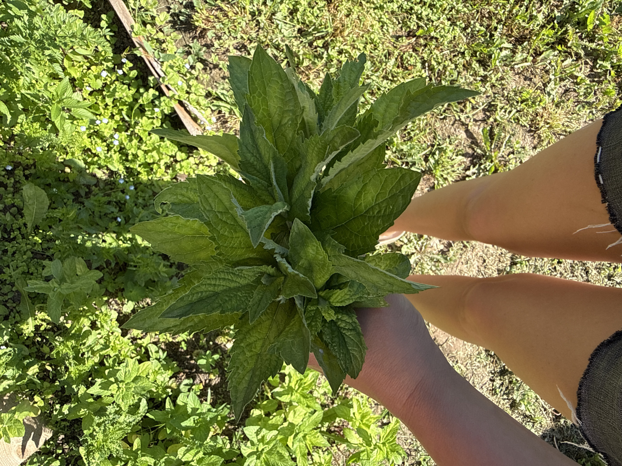 An overhead perspective captures a person's hand and legs holding a bunch of harvested comfrey leaves in a grassy area with scattered small blue flowers. The comfrey leaves are large, green, and appear to be fresh. The person's legs are bare, and they are wearing dark denim shorts with frayed edges. The background is filled with lush green vegetation, suggesting an outdoor, natural setting, possibly a garden or a wild patch of land. The sunlight casts shadows, indicating it is a bright, sunny day. The specific city and state are unknown.