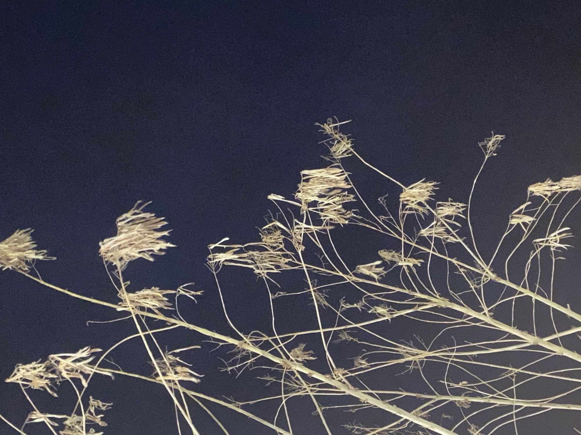 The image shows dried plant stalks against a dark blue-black night sky. The plants are light beige in color, and many have seed heads. The location, Alanya, Turkey, is not discernible from the image alone.