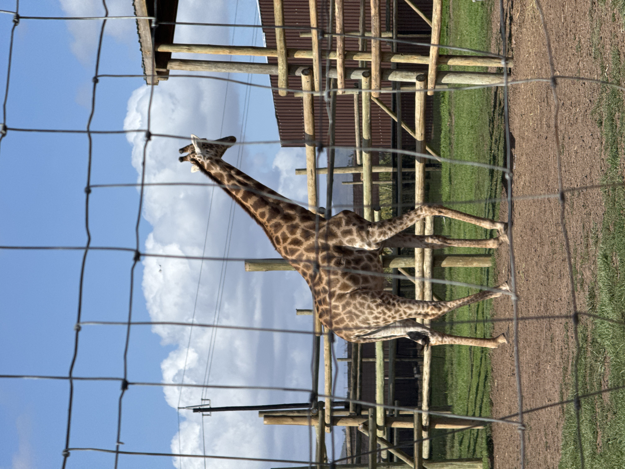 A giraffe stands in an enclosure, partly obscured by a wire fence. The giraffe's spotted coat is visible, and it is standing on grass and soil. Behind the giraffe is a wooden structure, possibly a shelter or feeding platform. The sky is visible with scattered clouds. The location is identified as Stellenbosch Local Municipality, South Africa.