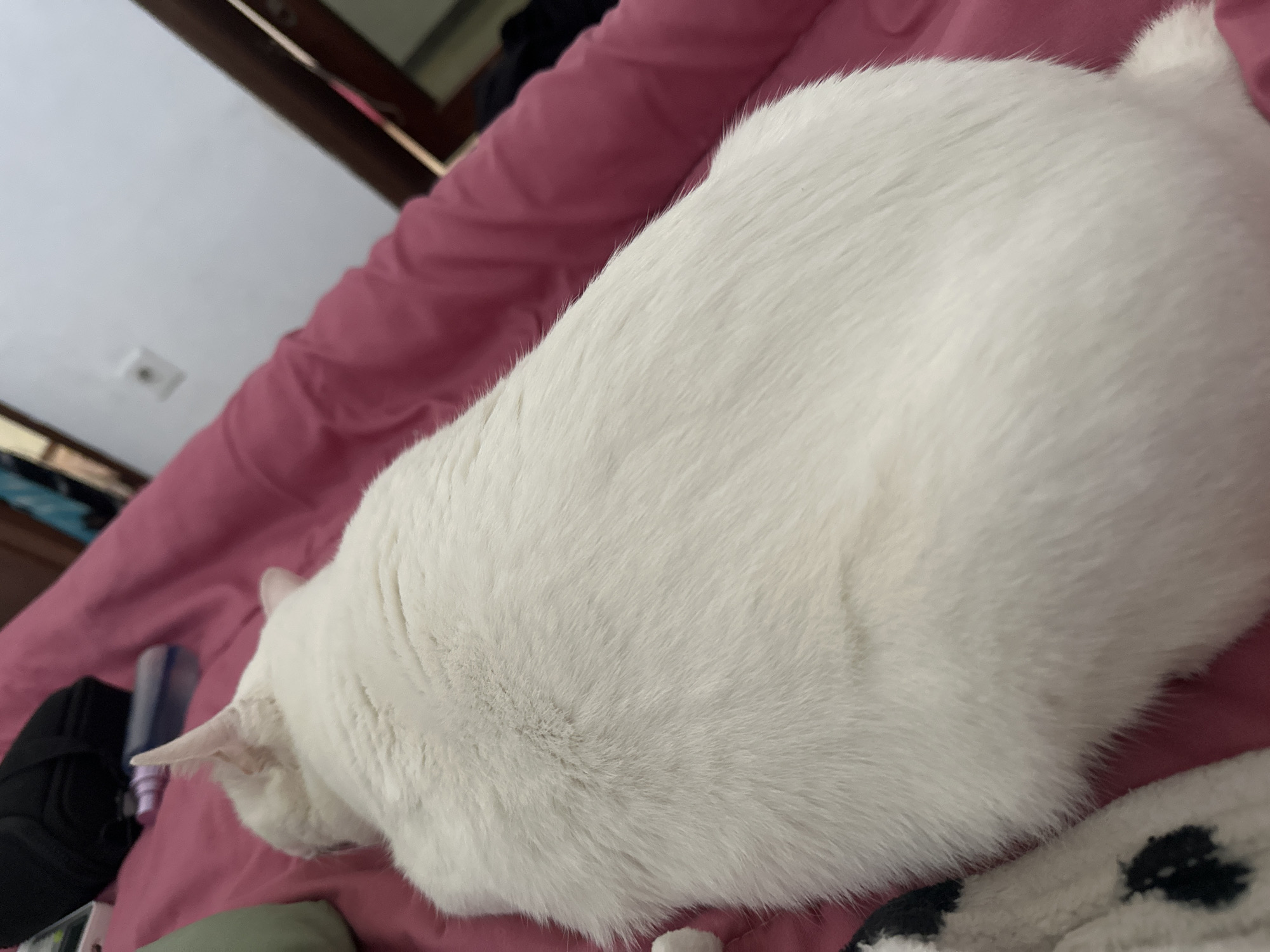 A white cat is sleeping on a pink blanket in a bedroom. The cat is in the center of the frame, with its back to the camera. Its fur is long and soft. The blanket is wrinkled and appears to be made of a synthetic material. In the background, a dark object is visible, possibly a bag or backpack. To the right of the cat, a wall is visible, painted white, with a light switch. The room appears to be dimly lit, suggesting it is nighttime or the curtains are drawn. The image is taken from a high angle, looking down at the cat. The specific location in Sukawati, Indonesia cannot be determined from the provided image.