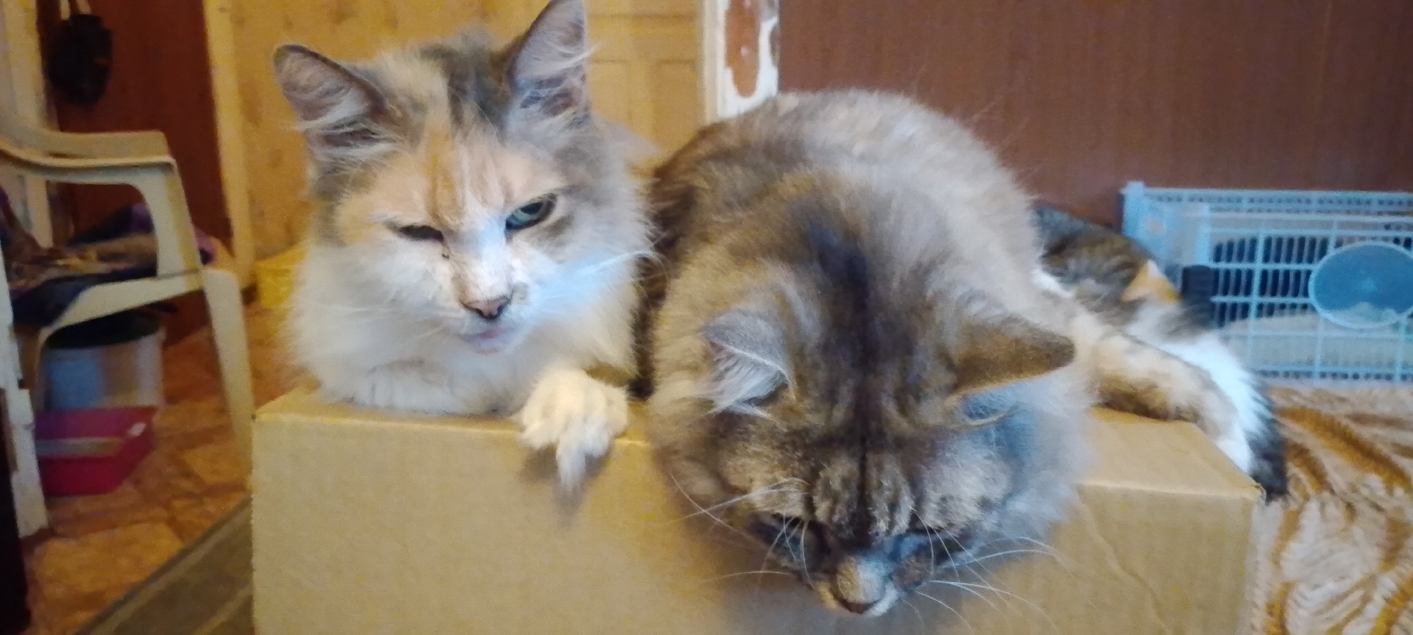 Two cats, one calico with one eye open and the other gray and brown, are resting on a cardboard box. The calico cat is on the left, and the gray and brown cat is on the right. The background is an interior scene with wooden walls. A white plastic chair is visible to the left of the cats, and a blue plastic crate is in the background to the right. The lighting is dim, suggesting the image was taken indoors at night or in a poorly lit room. There are no people or any other animals visible in the image. The location is not specified to be in Belgorod, Russia.