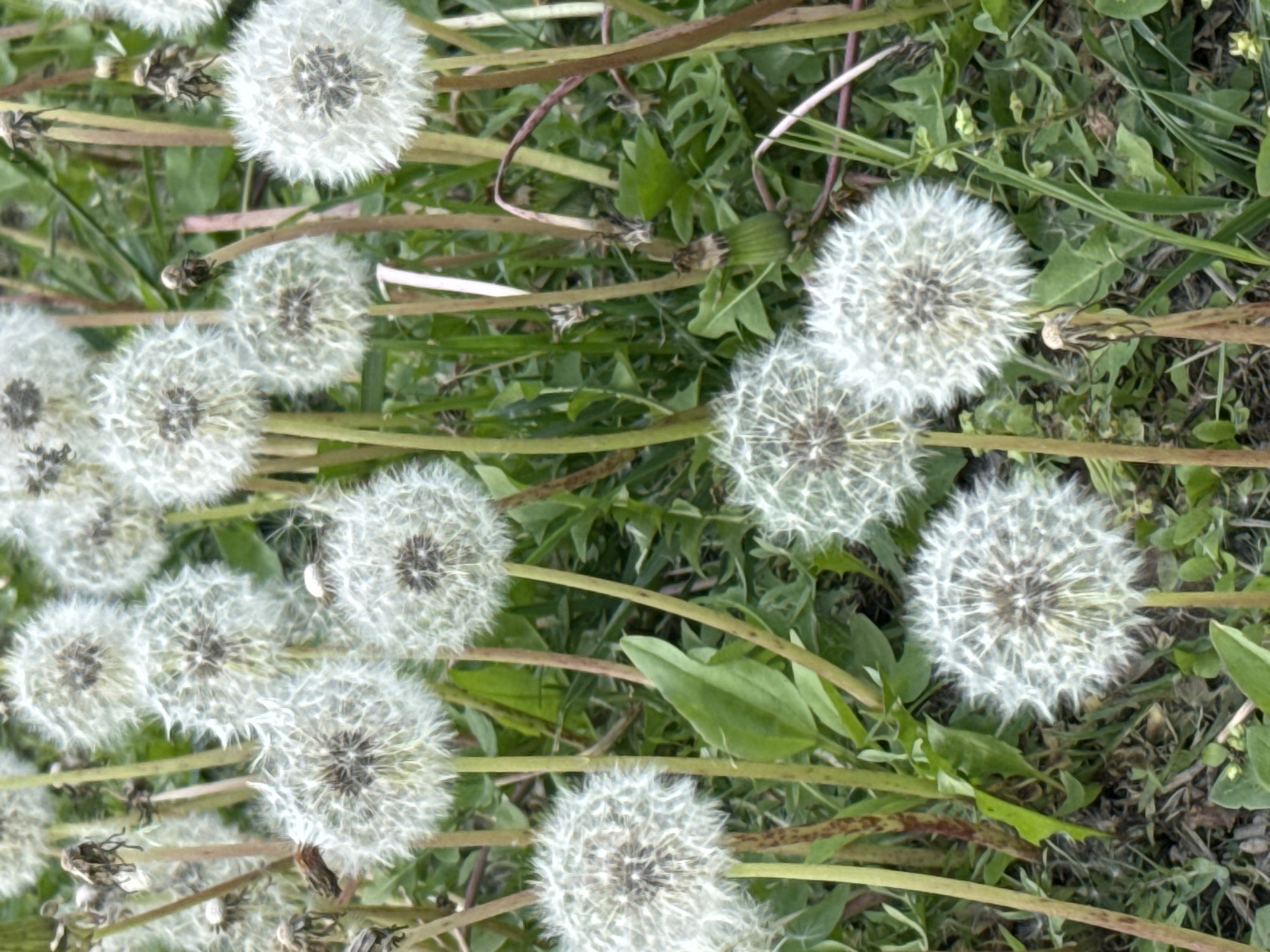The image shows a cluster of dandelions in seed in a grassy area. The dandelions are mostly concentrated in the left and center of the image, with some extending towards the right. Green grass and stems are visible among the dandelions. The exact location is unknown. No people, actions, or interactions are depicted.
