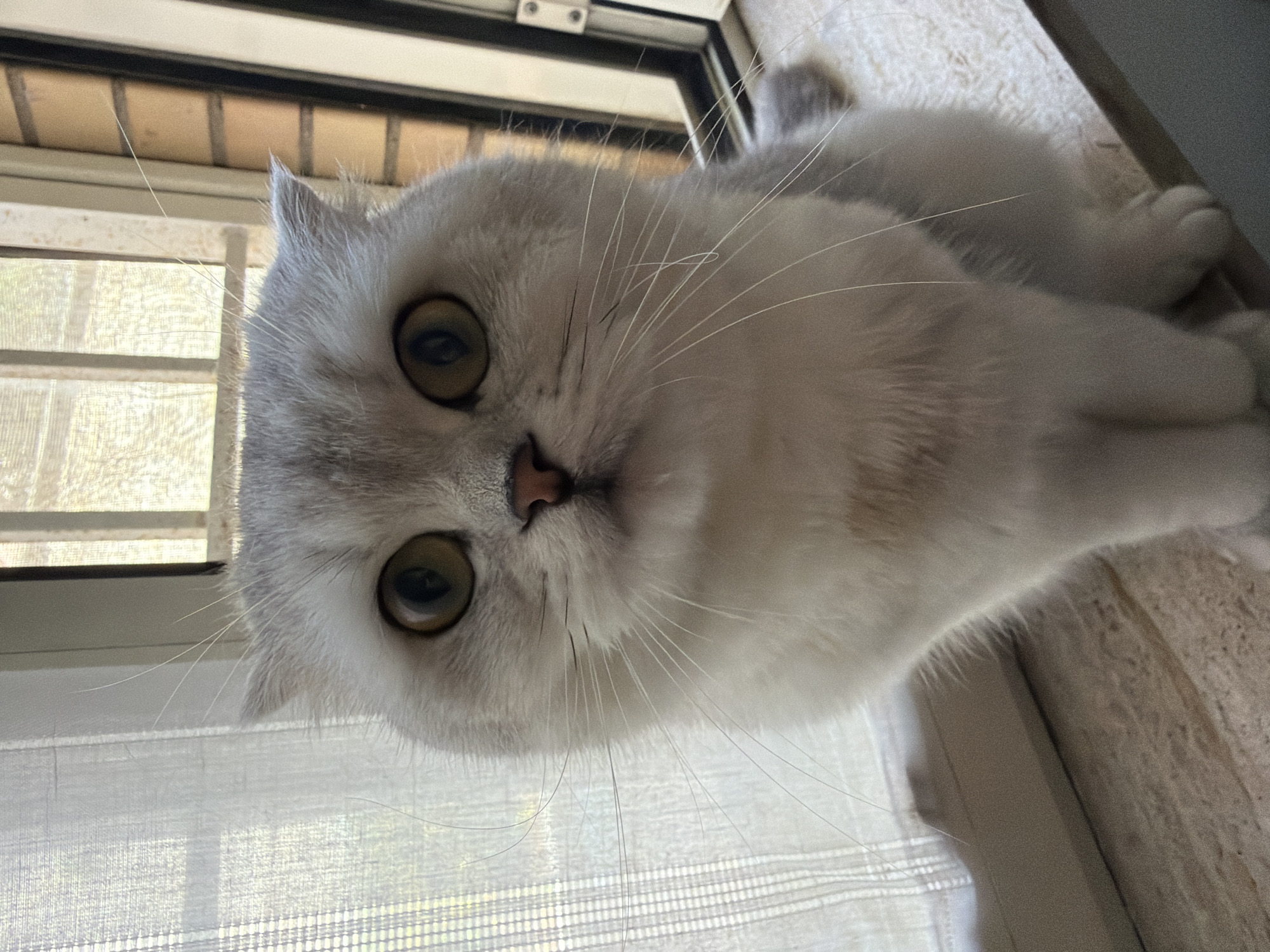 A close-up, eye-level, portrait-oriented shot captures a light gray and white Scottish Fold cat sitting on a windowsill. The cat is looking directly at the camera with wide, amber eyes and prominent white whiskers. Its fur is fluffy, particularly around its face, and its ears are folded forward. The cat is positioned in the center of the frame, with a sheer white curtain to its left and a brick wall and window frame to its right, suggesting an indoor setting. The lighting appears to be natural, coming from the window. The image does not provide any information to suggest a location in Rome, Italy.