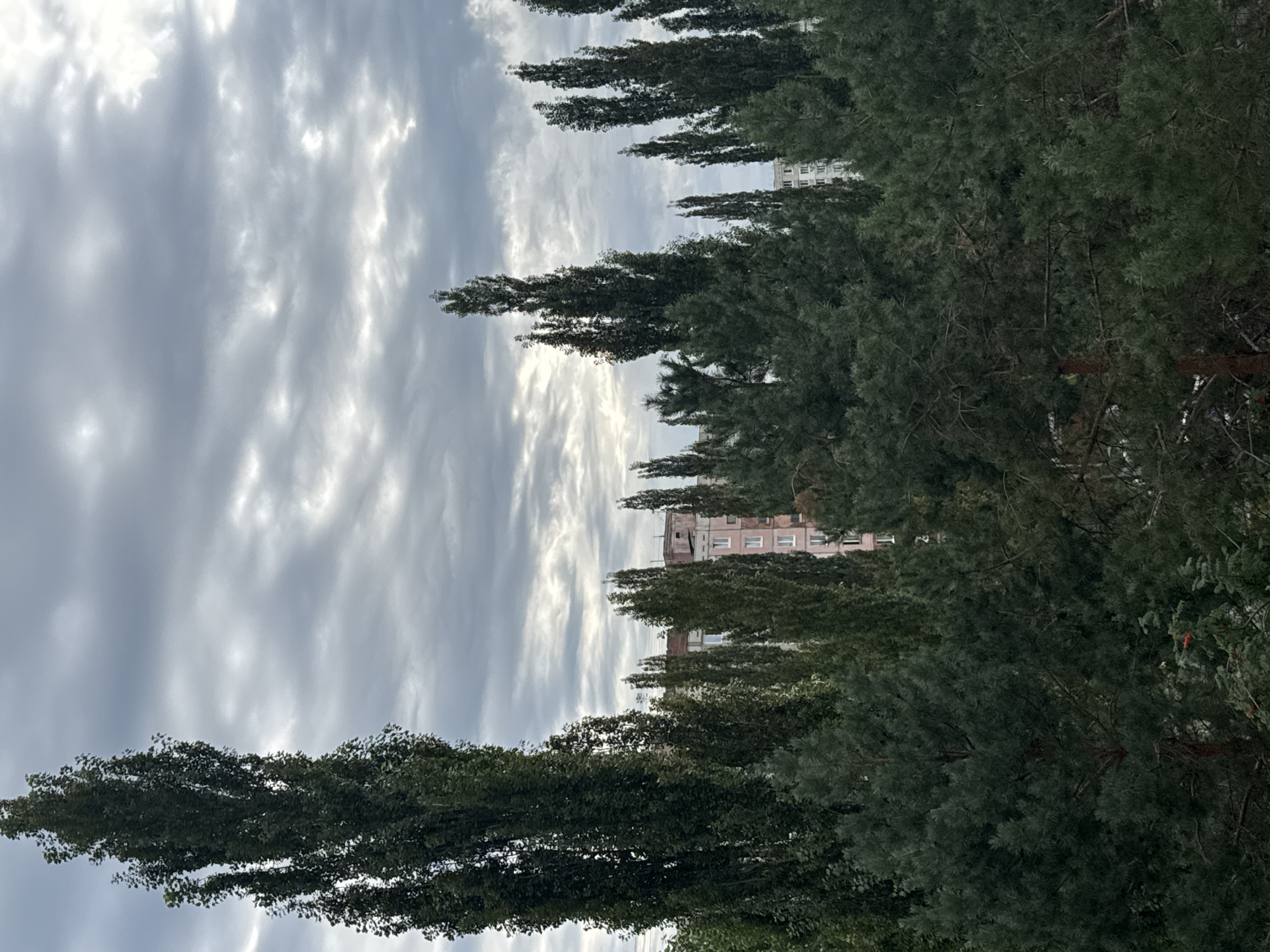 The image captures a view of the sky above trees and buildings in Ufa, Russia. The sky is overcast with a dramatic display of dark, textured clouds, suggesting a moody or perhaps stormy atmosphere. In the foreground, a dense collection of trees, predominantly tall, slender poplars and lower, fuller pine trees, dominates the scene. Their dark green foliage contrasts with the lighter tones of the sky. Behind the trees, portions of multi-story residential buildings are visible. One building appears to be constructed of pinkish brick with white-framed windows, while another is a lighter color. The architecture suggests a typical urban residential area. The overall impression is one of nature and urban development coexisting under a brooding sky.