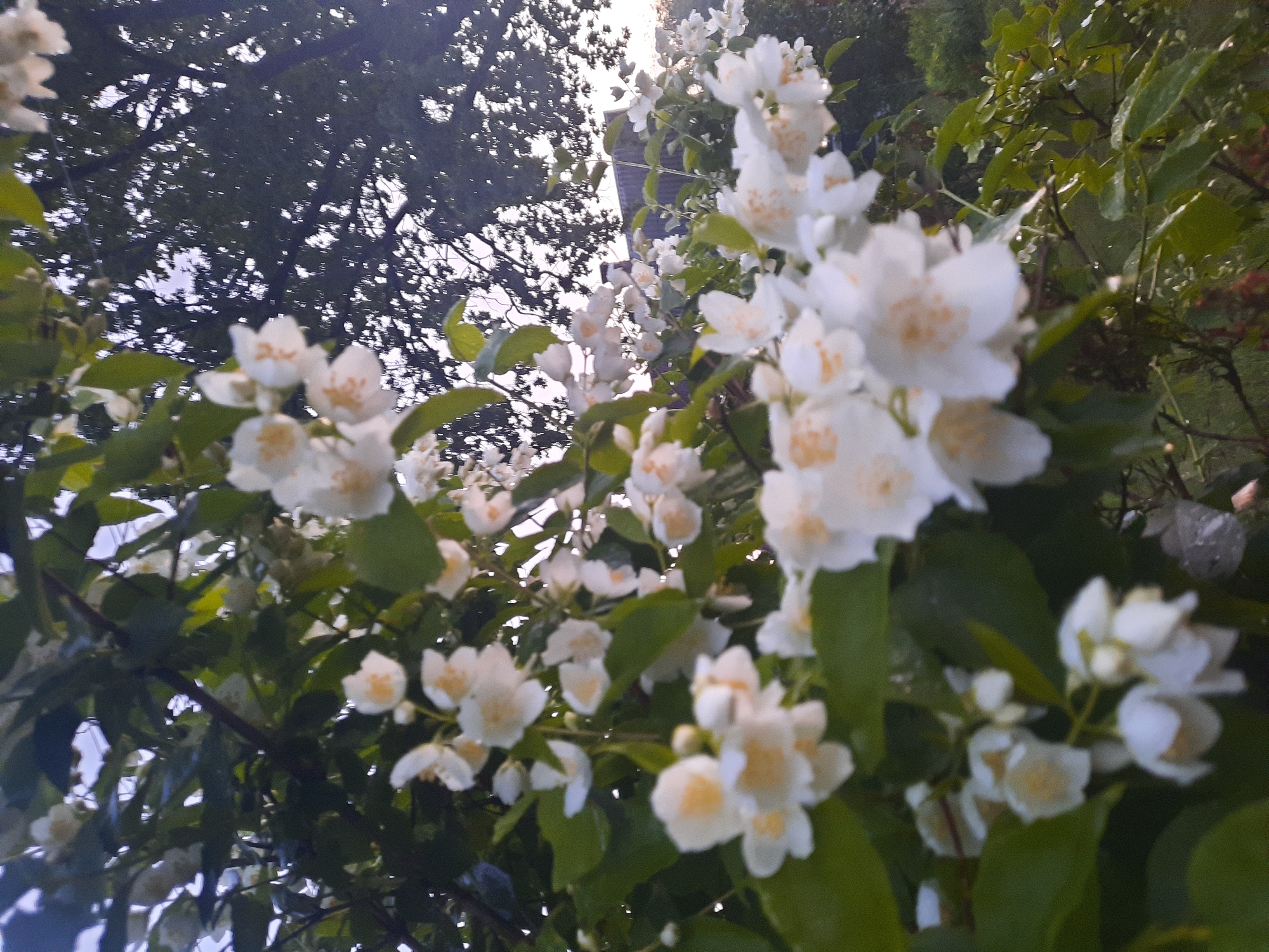 The image depicts a close-up view of a blooming jasmine bush with numerous white flowers. The flowers are delicate and clustered on green stems and leaves. Some of the flowers are fully open, revealing yellow stamens, while others are still in bud. The background shows dark green foliage and the silhouette of trees against a pale sky, suggesting it is either early morning or late evening. A hint of a structure, possibly a roof, is visible in the distance through the branches. The lighting is soft and diffused. The scene appears to be set in a natural outdoor environment, likely a garden or park in the vicinity of Парэчча, Belarus. There are no people or specific actions depicted in the image. The image is slightly out of focus, particularly in the foreground.