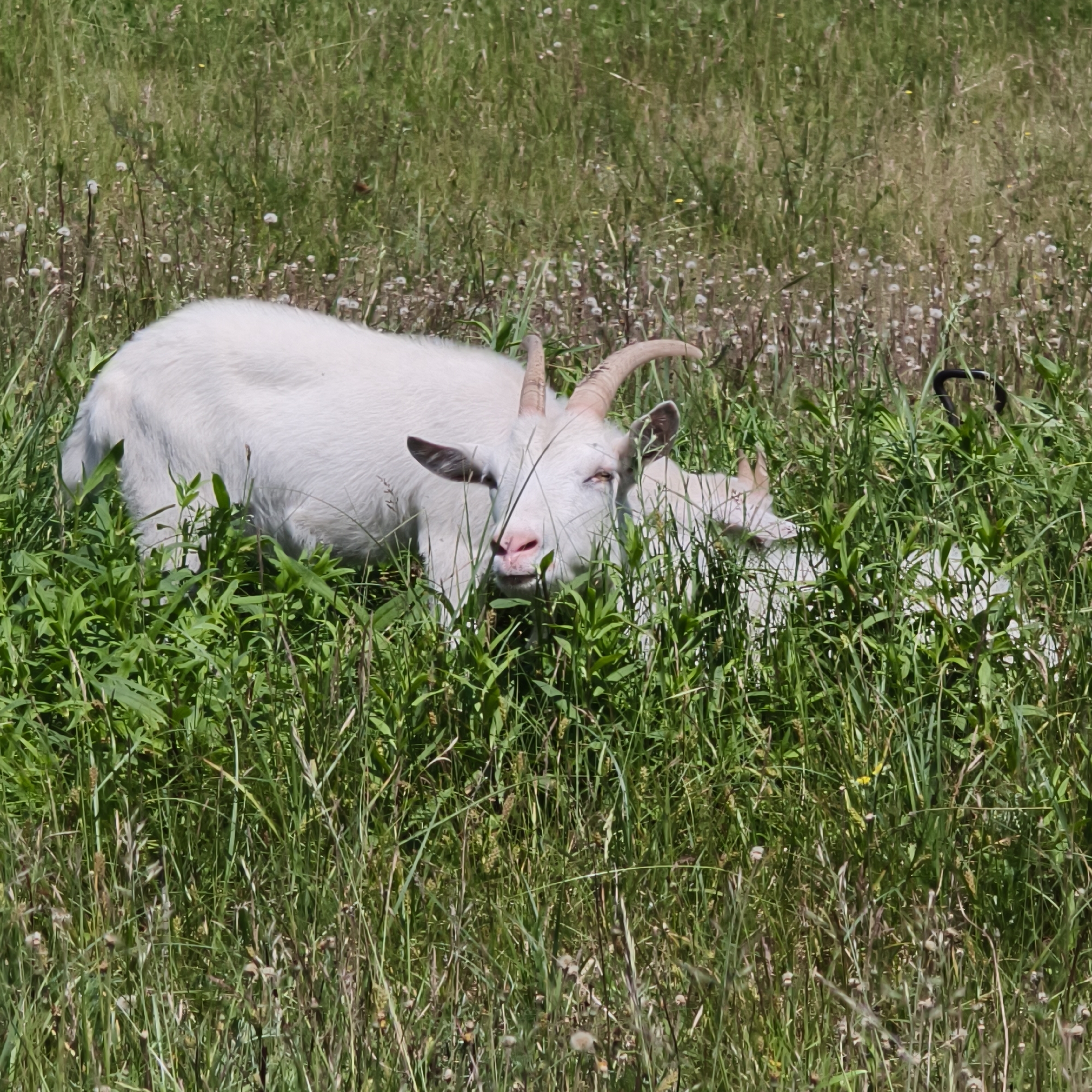 This media file captures a scene of two white goats in a grassy meadow. The primary subject is a white goat positioned in the foreground, facing the viewer. Its head is tilted slightly, and its eyes are visible, giving it a curious or observant expression. The goat has light-colored horns that curve backward, and its pink nose is prominent.
The setting is a dense, sunlit meadow filled with tall green grass and various wildflowers, some of which appear to be in the process of seeding, with fluffy white tops. The grass is so tall that it partially obscures the goats. The lighting suggests it is daytime, likely midday given the brightness and lack of long shadows. The overall impression is one of a natural, rural environment.
Behind the prominent goat, the body and head of a second white goat are visible, mostly obscured by the grass. Its head is lowered, suggesting it might be grazing. The presence of two goats implies they are together, possibly a herd or a small group.
There are no visible signs of human activity beyond the presence of the goats, which are domesticated animals often found in rural or agricultural settings. The image conveys a peaceful, pastoral scene. No text is visible in the media file. The location context provided is Парэчча, Belarus, which aligns with the rural, natural landscape depicted.