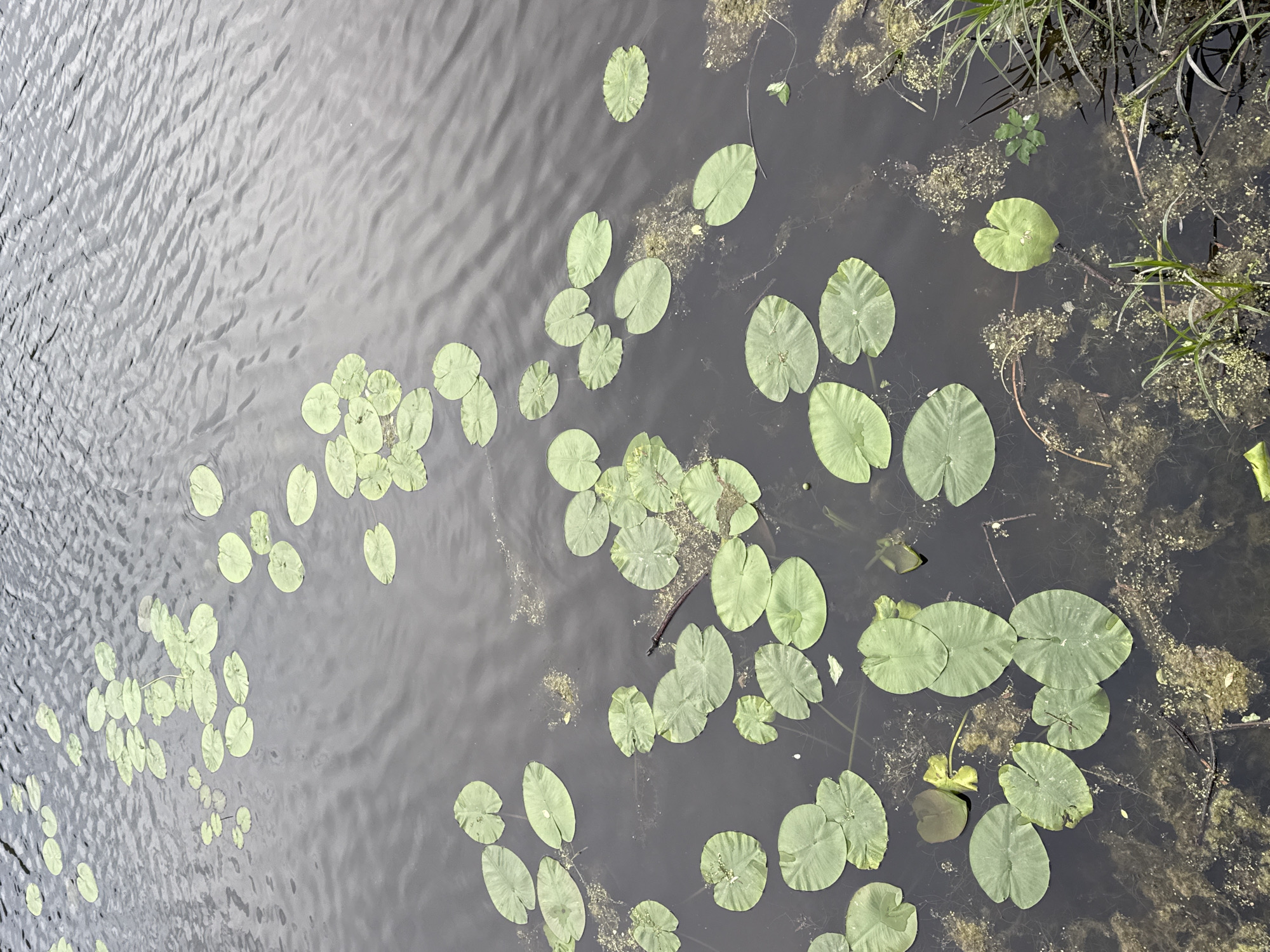 The image depicts a body of water, likely a pond or lake, with numerous lily pads floating on the surface. The water is rippled, indicating a slight breeze. Some aquatic vegetation and reeds are visible along the edges of the water. The scene appears natural and undisturbed. The location in Moscow, Russia is not directly discernible from the image, but the presence of lily pads and the overall environment are consistent with aquatic habitats found in the region.