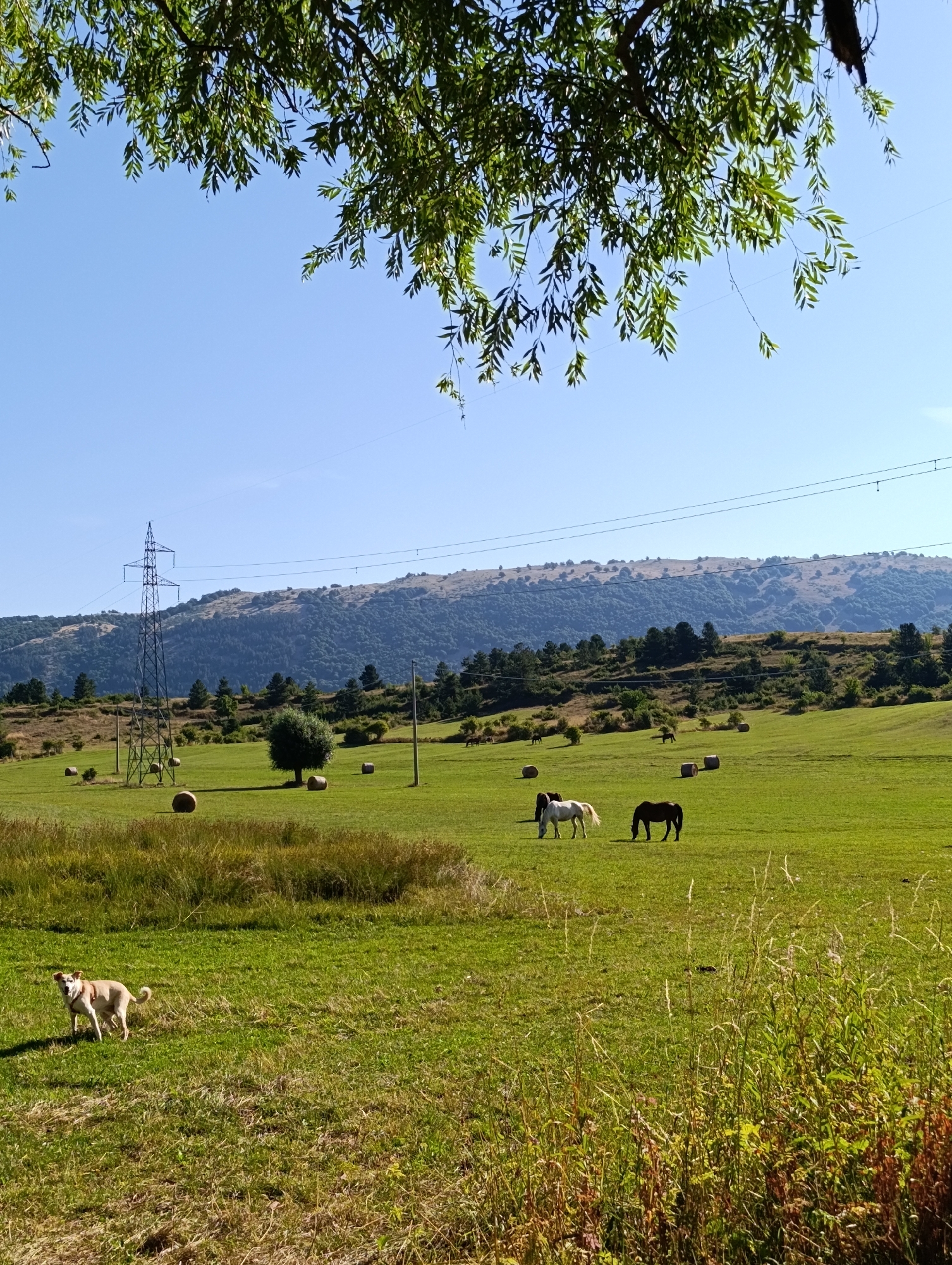 The image depicts a rural landscape in the vicinity of Ovindoli, Italy, under a clear blue sky. A large tree branch with green leaves hangs from the top of the frame, partially obscuring the sky. In the mid-ground, a vast, green field is dotted with several round hay bales. A tall, metal electricity pylon stands prominently on the left side of the field, with power lines stretching across the landscape. A solitary tree with a rounded canopy is situated near the center of the field, and a few smaller trees and shrubs are scattered throughout. In the distance, a range of hills covered in dense green trees rises against the horizon.
Within the field, a light-colored dog is captured in motion on the left side, facing the viewer. Further into the field, two horses are grazing; one is white with a light mane, and the other is dark brown. Several other horses are visible in the background, appearing as small dark shapes on the distant grassy slopes. The foreground is dominated by tall, dry grasses, suggesting a natural, uncultivated area. The overall scene conveys a sense of tranquility and natural beauty.